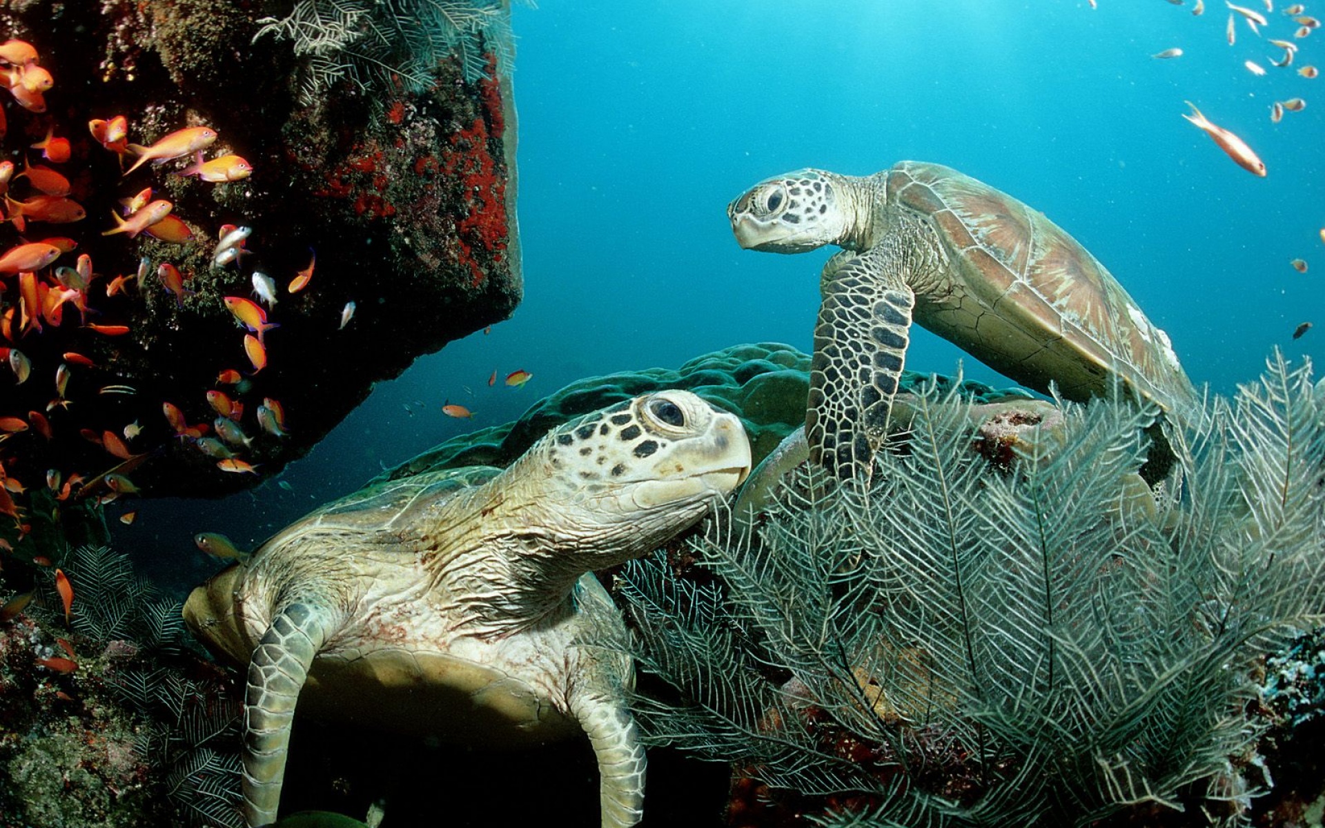 萌宠,鱼,海底世界,儿童桌面专用