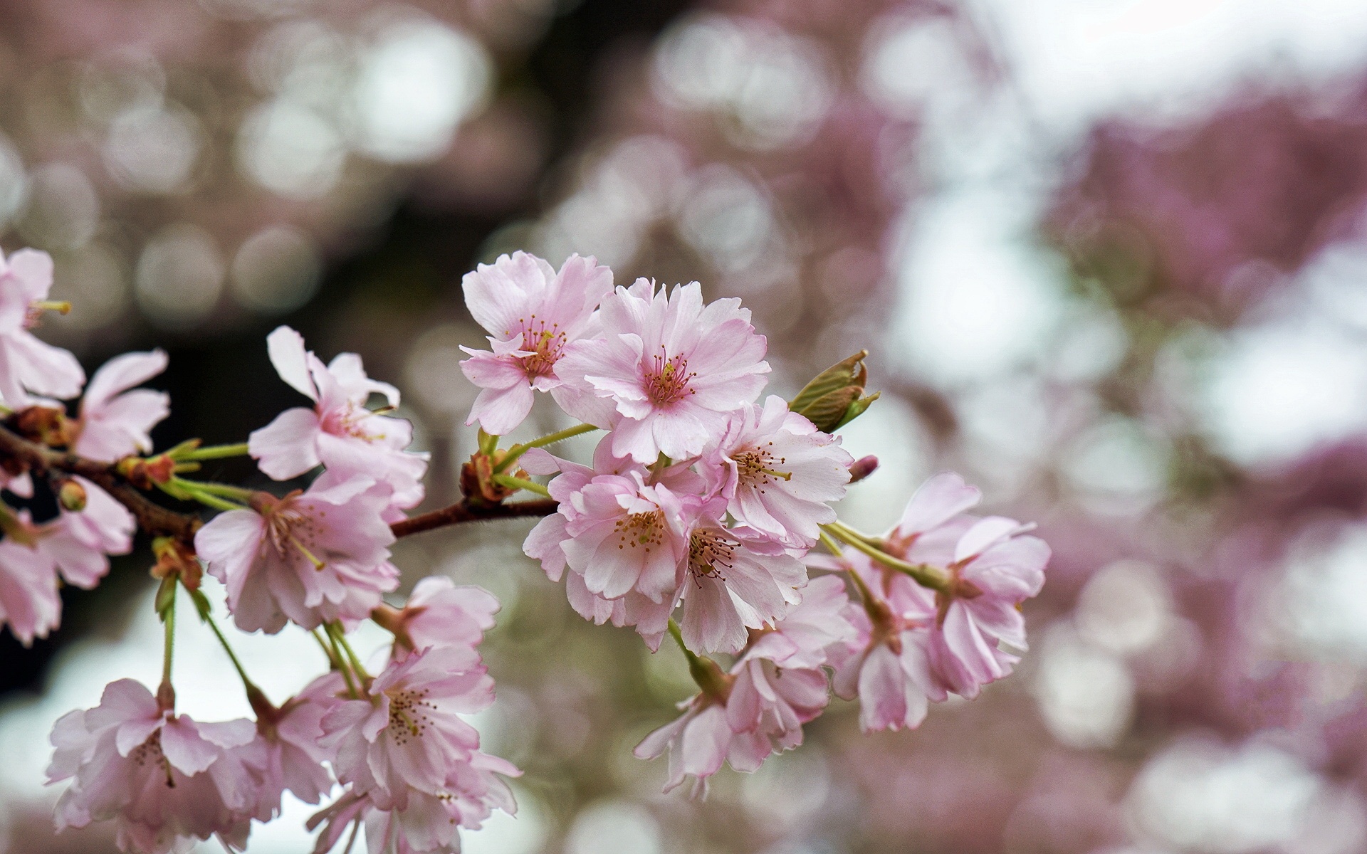 清新,植物,浪漫,美丽2012Y十月28D,儿童桌面专用