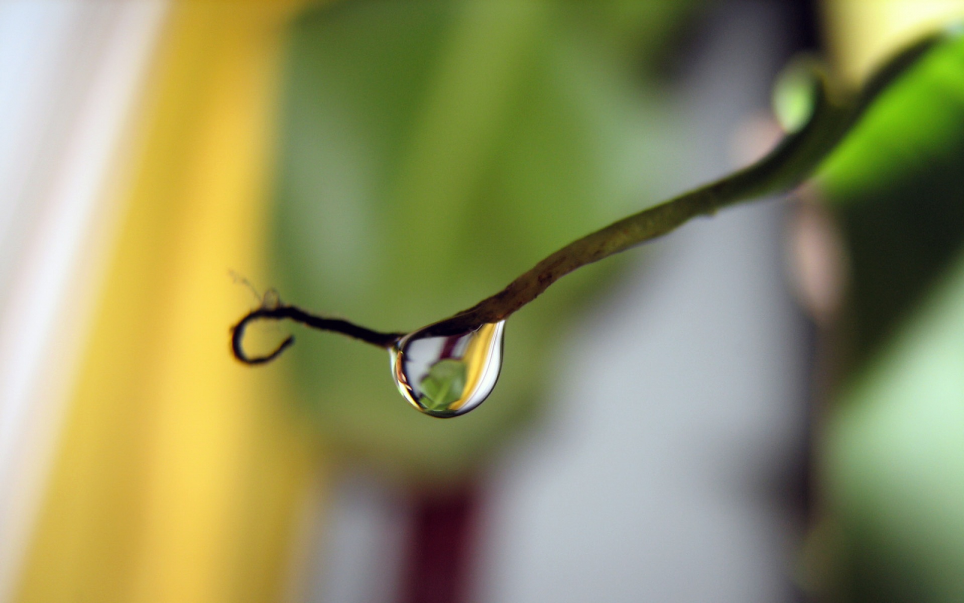 c1四零六,高清,植物,摄影,宽屏,微距,风光,风景,2012Y十月28D,儿童桌面专用