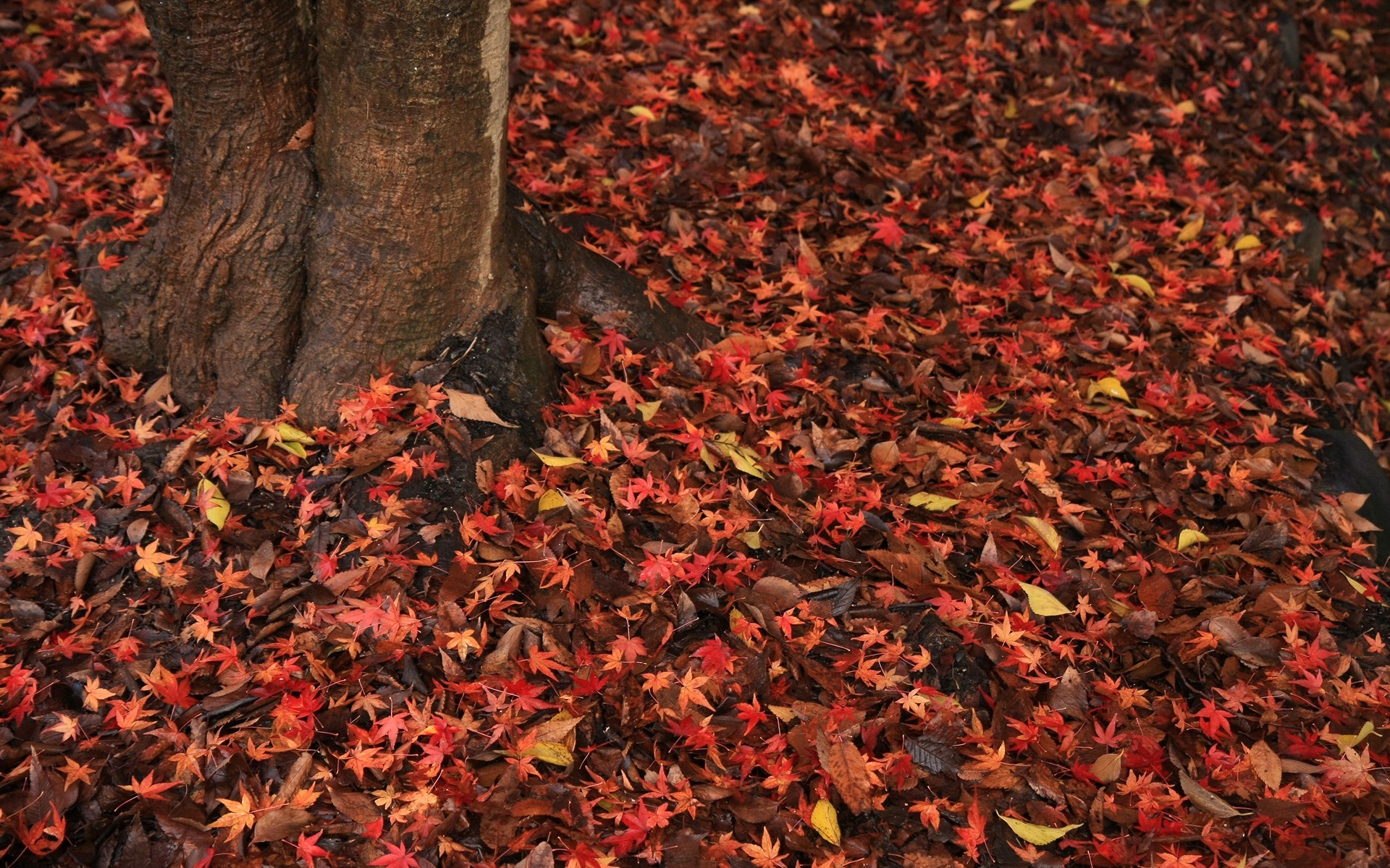风景,秋意正浓,2012Y十一月05D,儿童桌面专用