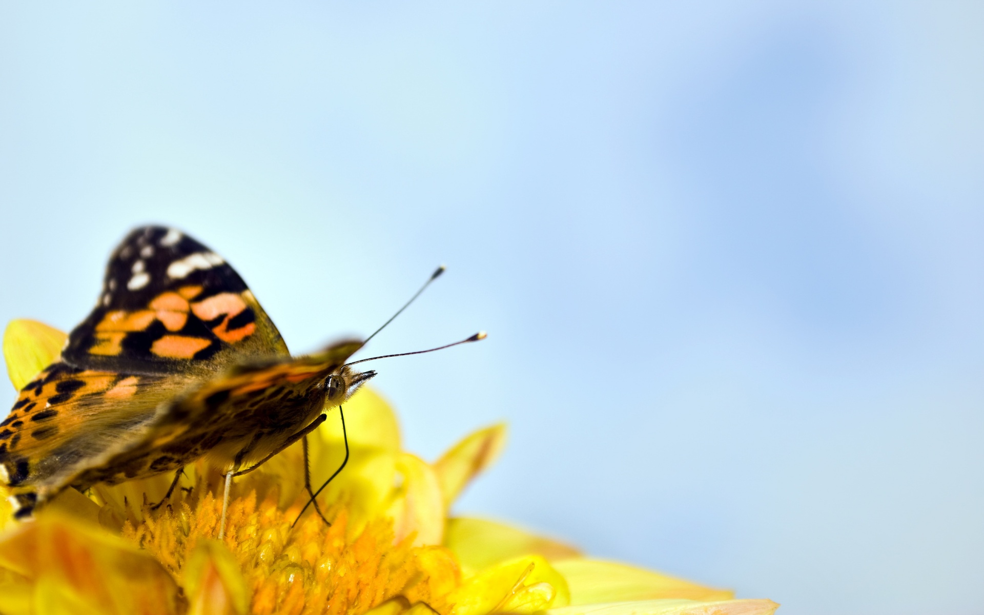 动物,蝴蝶,儿童桌面专用
