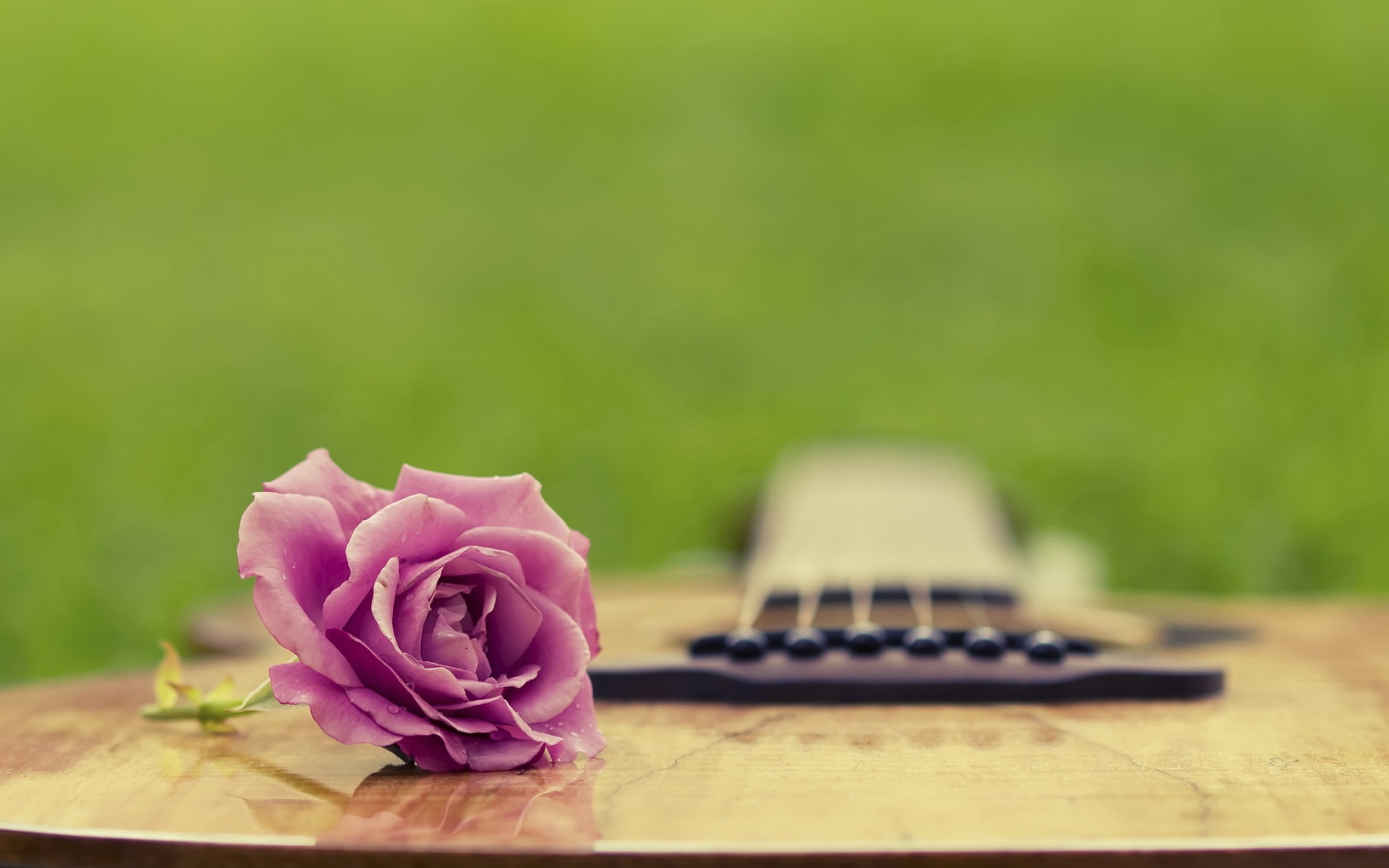 清新,植物,浪漫,美丽2012Y十月28D,儿童桌面专用