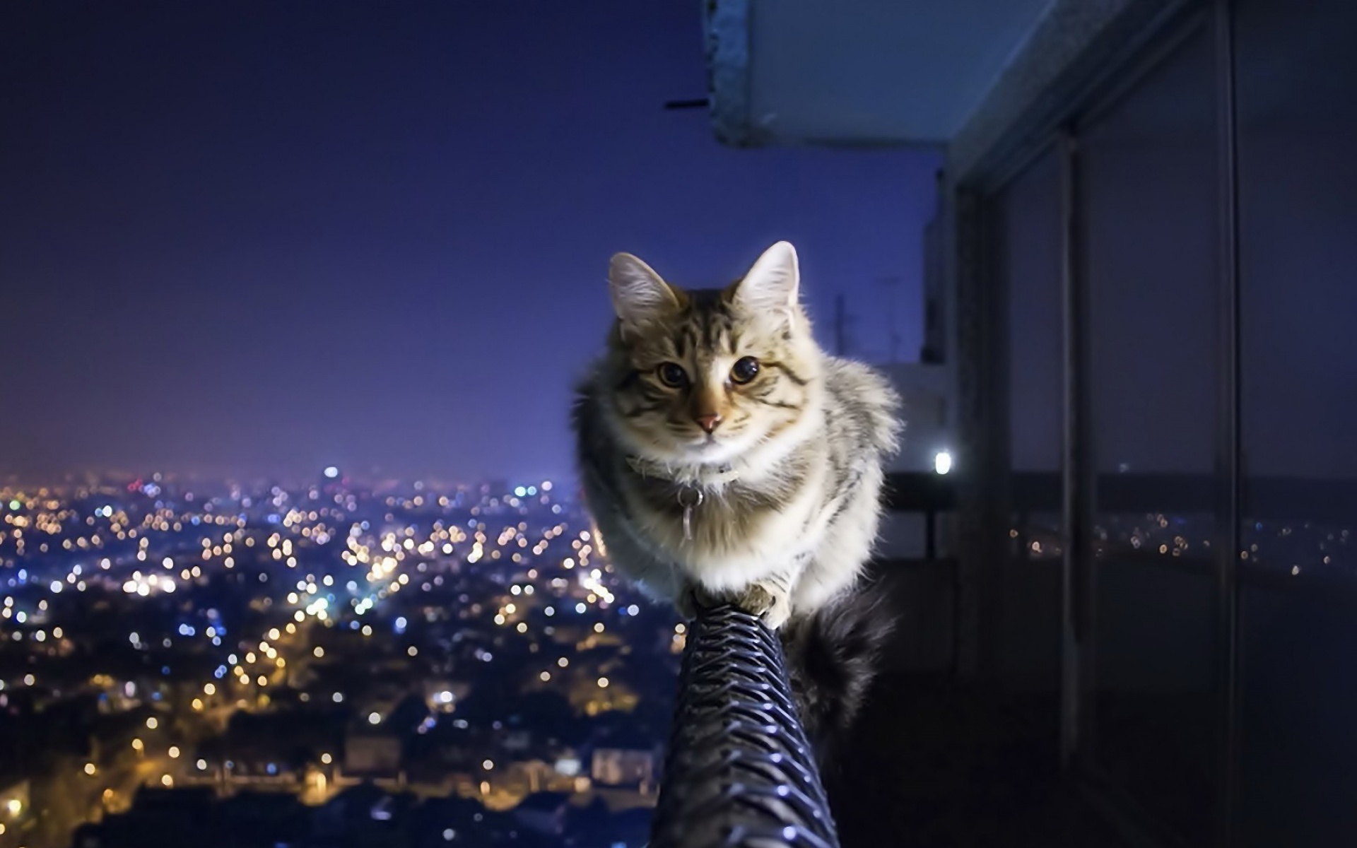 猫猫咪,可爱,猫,宽屏,1080p,动物,2012Y十月25D,儿童桌面专用