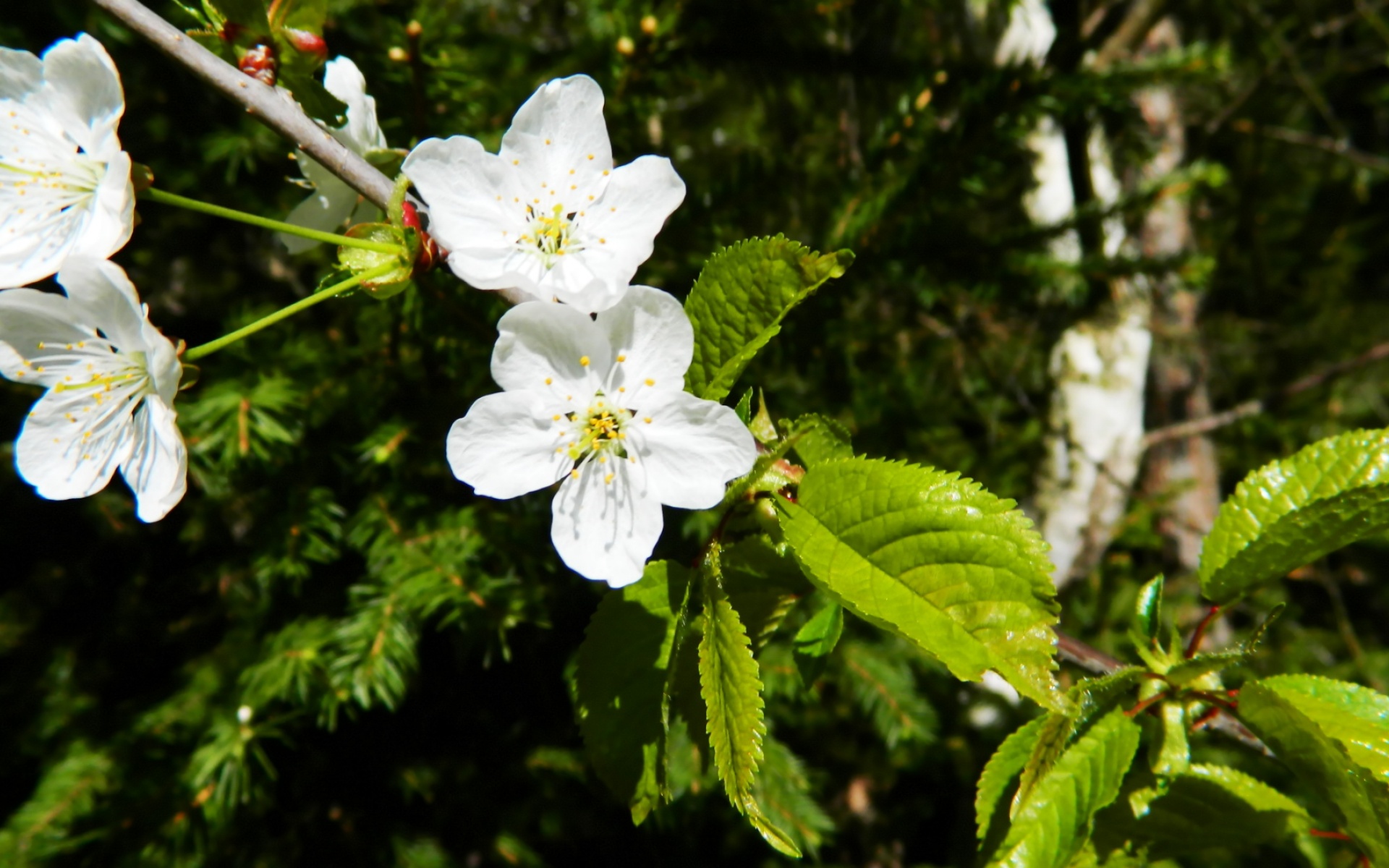 清新,植物,浪漫,美丽2012Y十月28D,儿童桌面专用