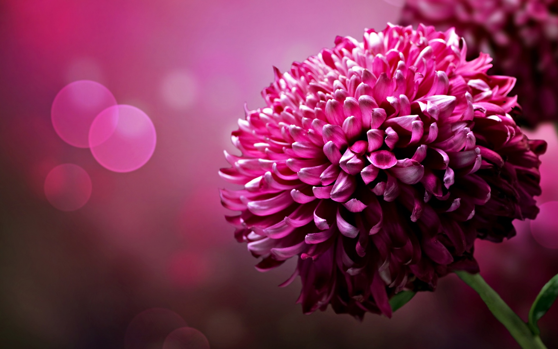 清新,植物,浪漫,美丽2012Y十月28D,儿童桌面专用