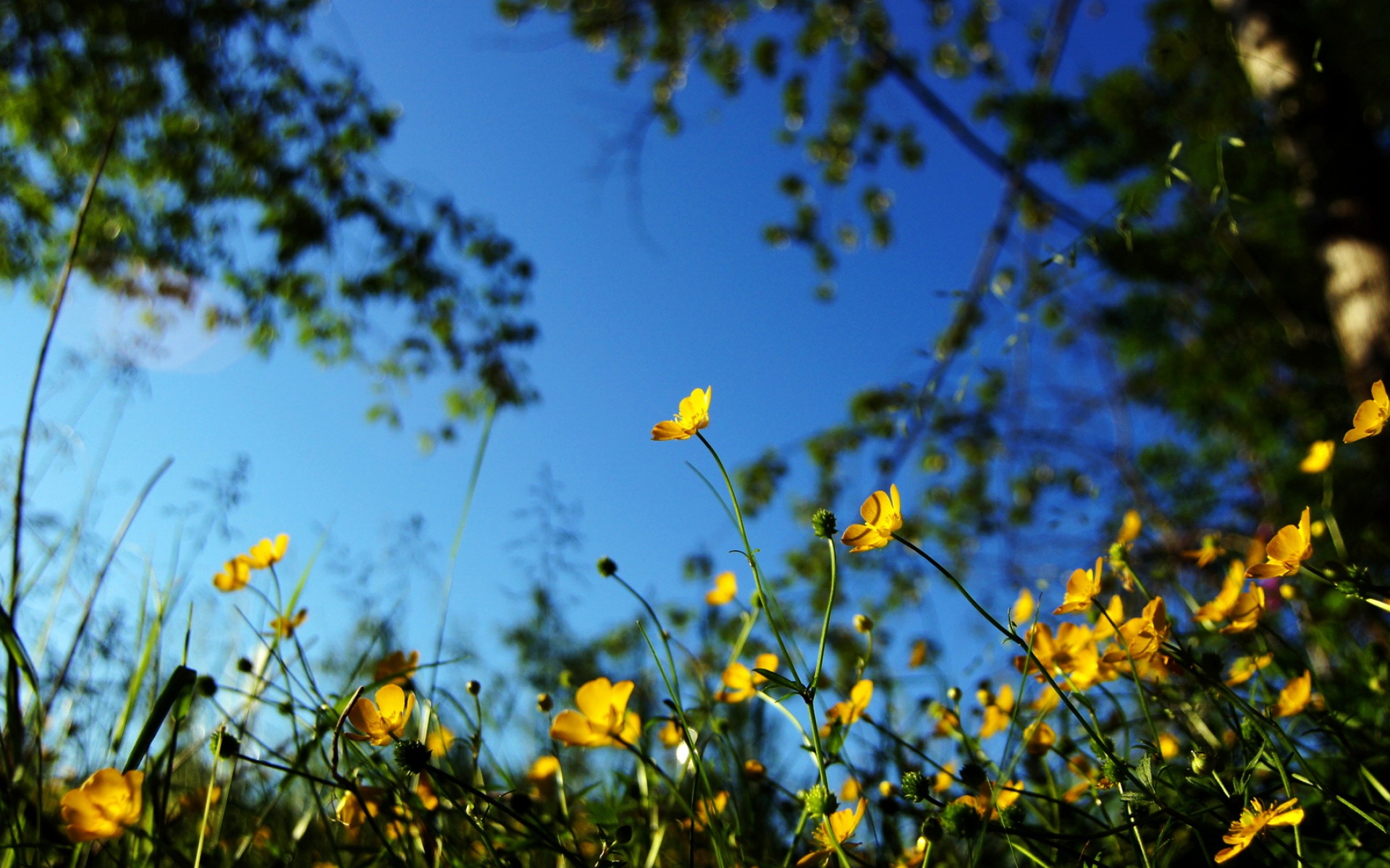 高清,植物,摄影,宽屏,微距,风光,风景,2012Y十月28D,儿童桌面专用