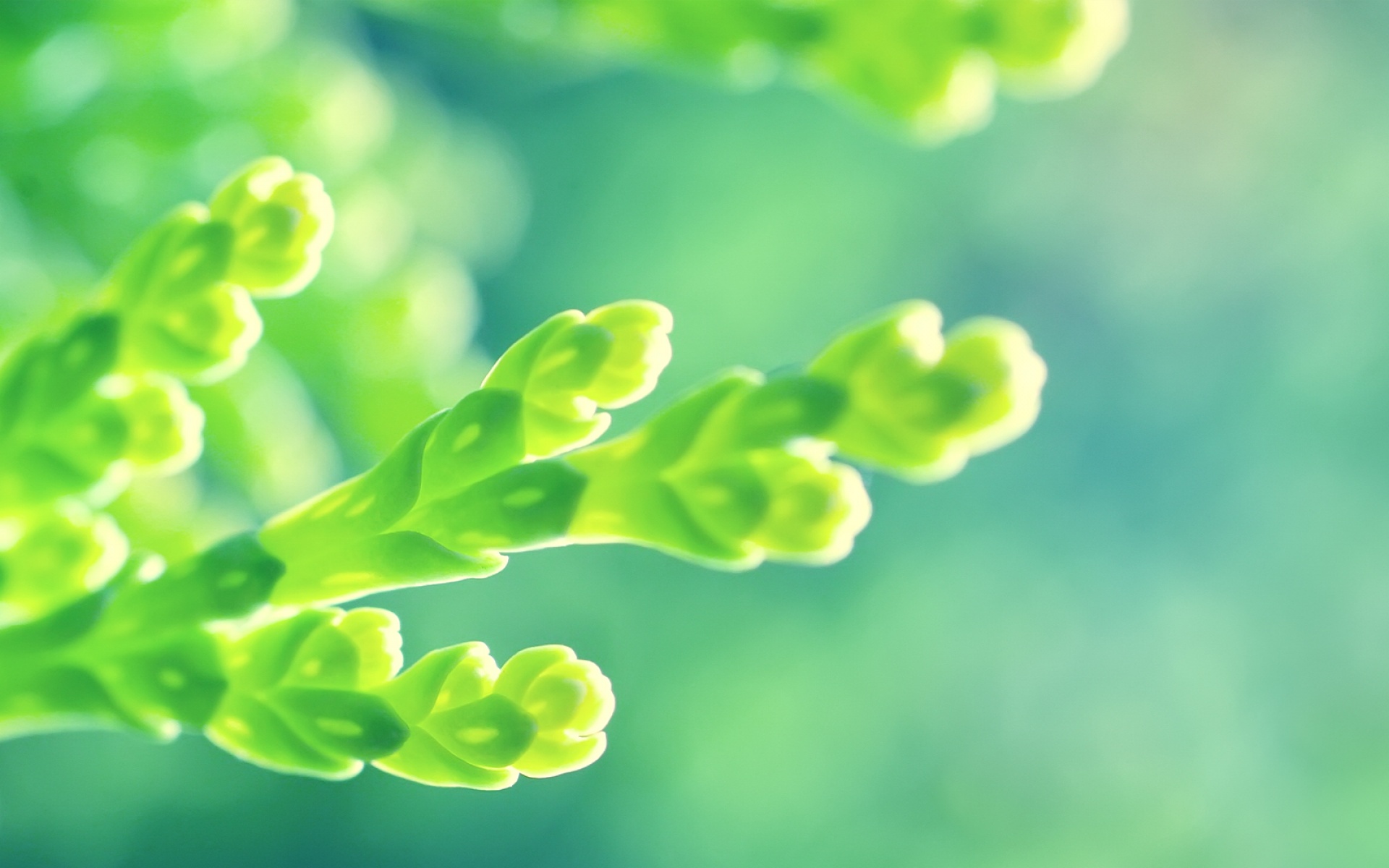 高清,植物,摄影,宽屏,微距,风光,风景,2012Y十月28D,儿童桌面专用