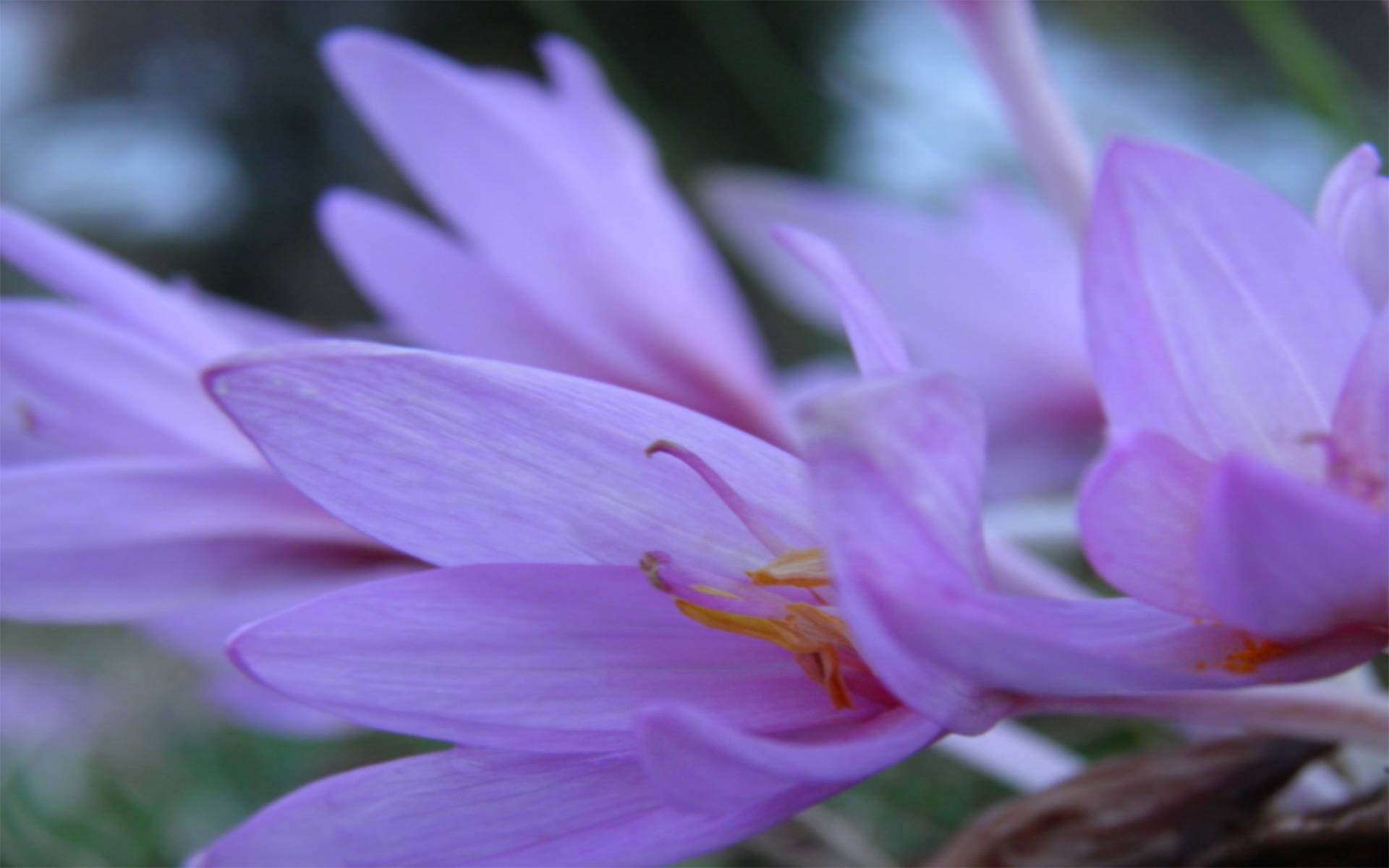 小清新,清新淡雅,花卉,儿童桌面专用