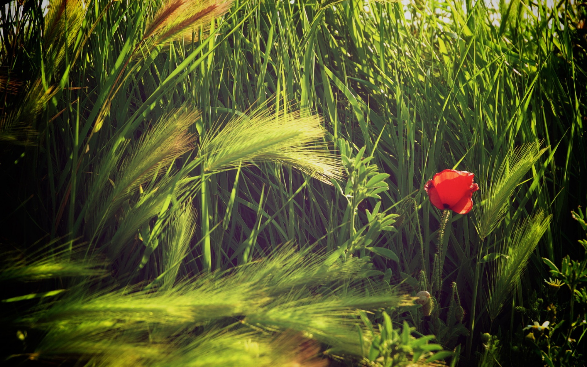 小清新,舒缓压力,儿童桌面专用