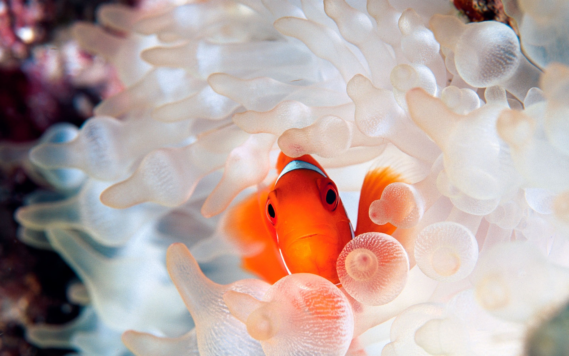 萌宠,鱼,海底世界,儿童桌面专用