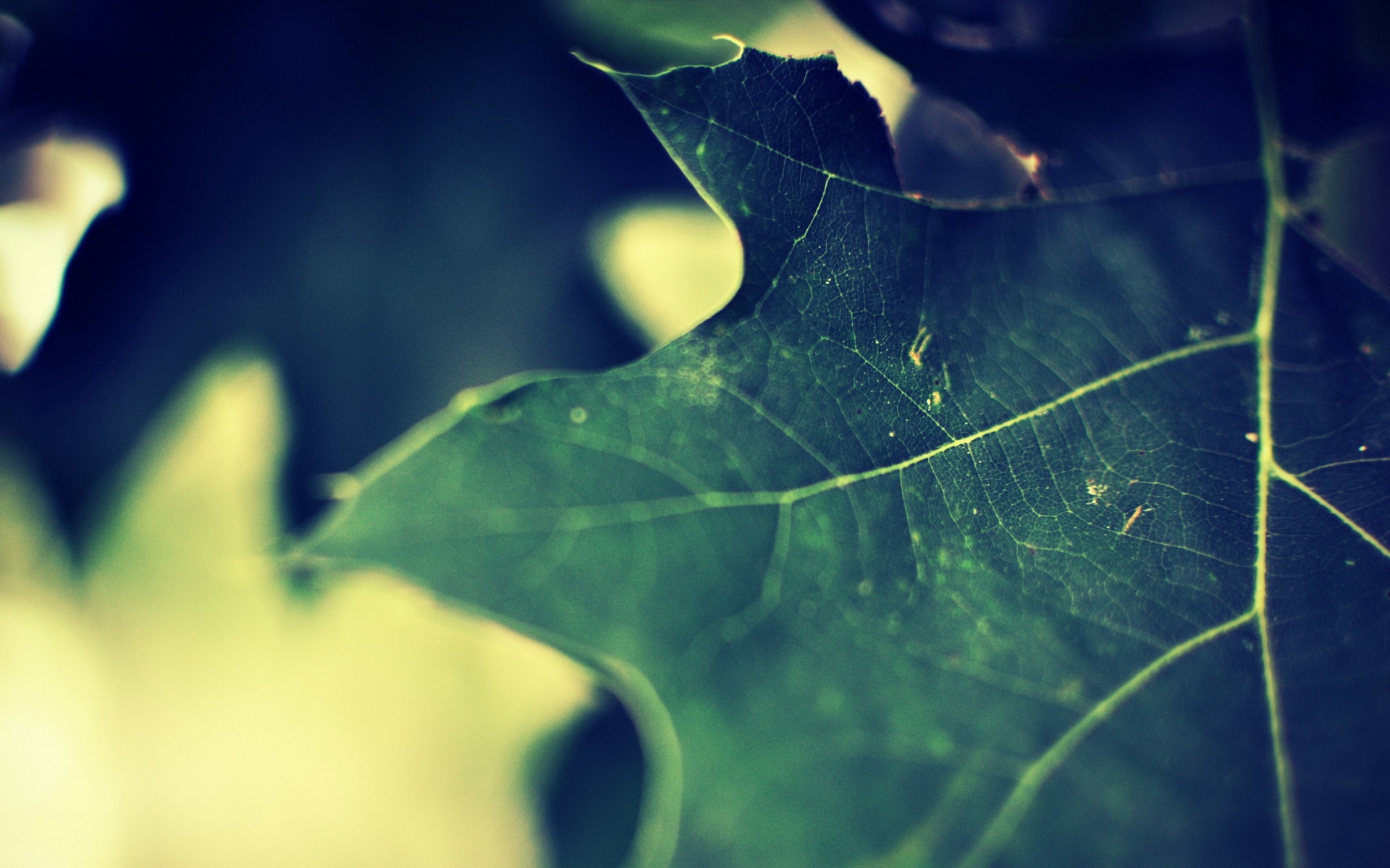 高清,植物,摄影,宽屏,微距,风光,风景,2012Y十月28D