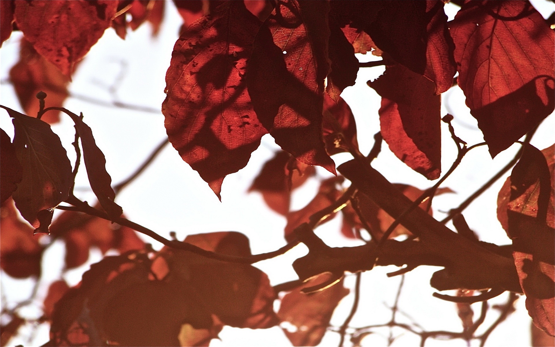 高清,植物,摄影,宽屏,微距,风光,风景,2012Y十月28D,儿童桌面专用