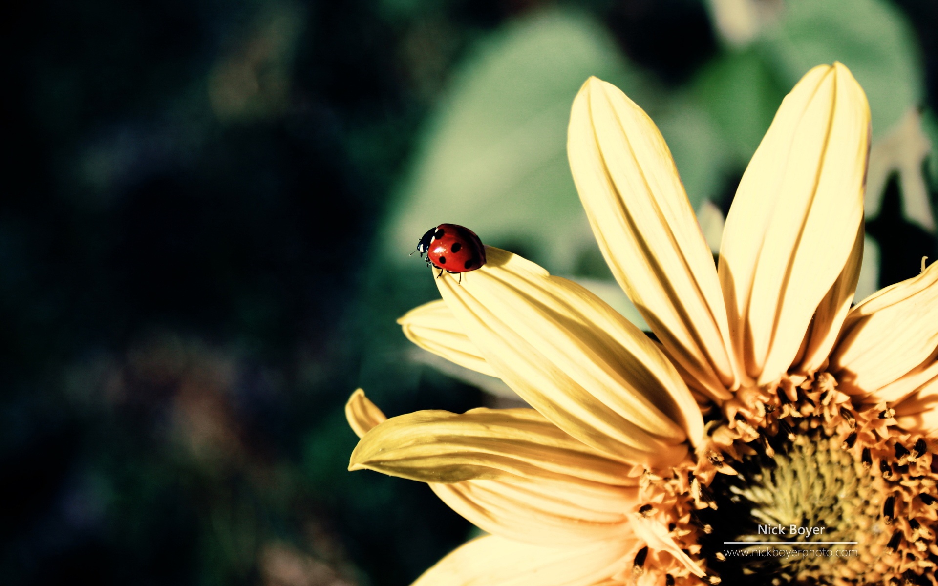 小清新,娇艳欲滴,昆虫图,七星瓢虫,2012Y十月27D,儿童桌面专用