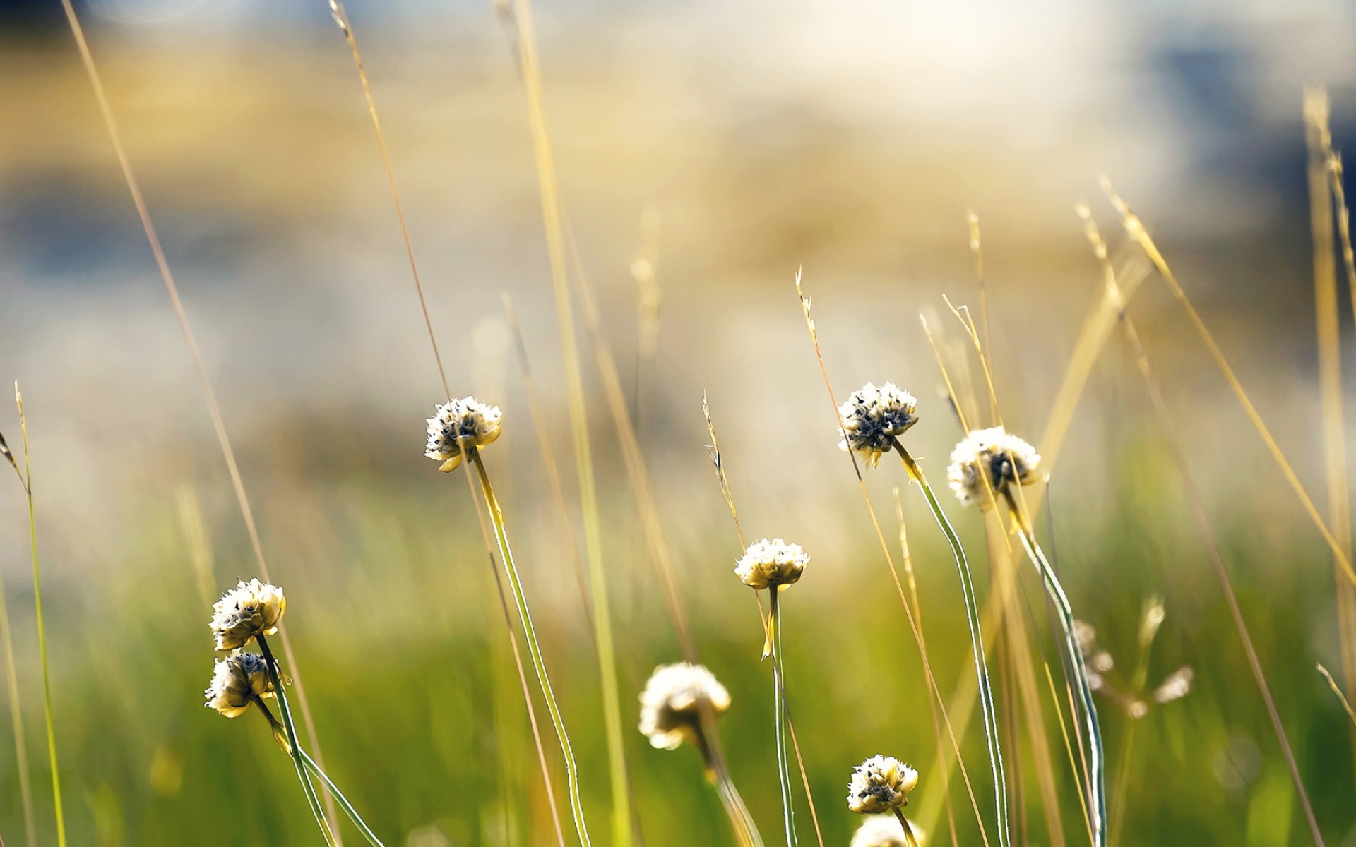 清新,植物,浪漫,美丽2012Y十月28D,儿童桌面专用