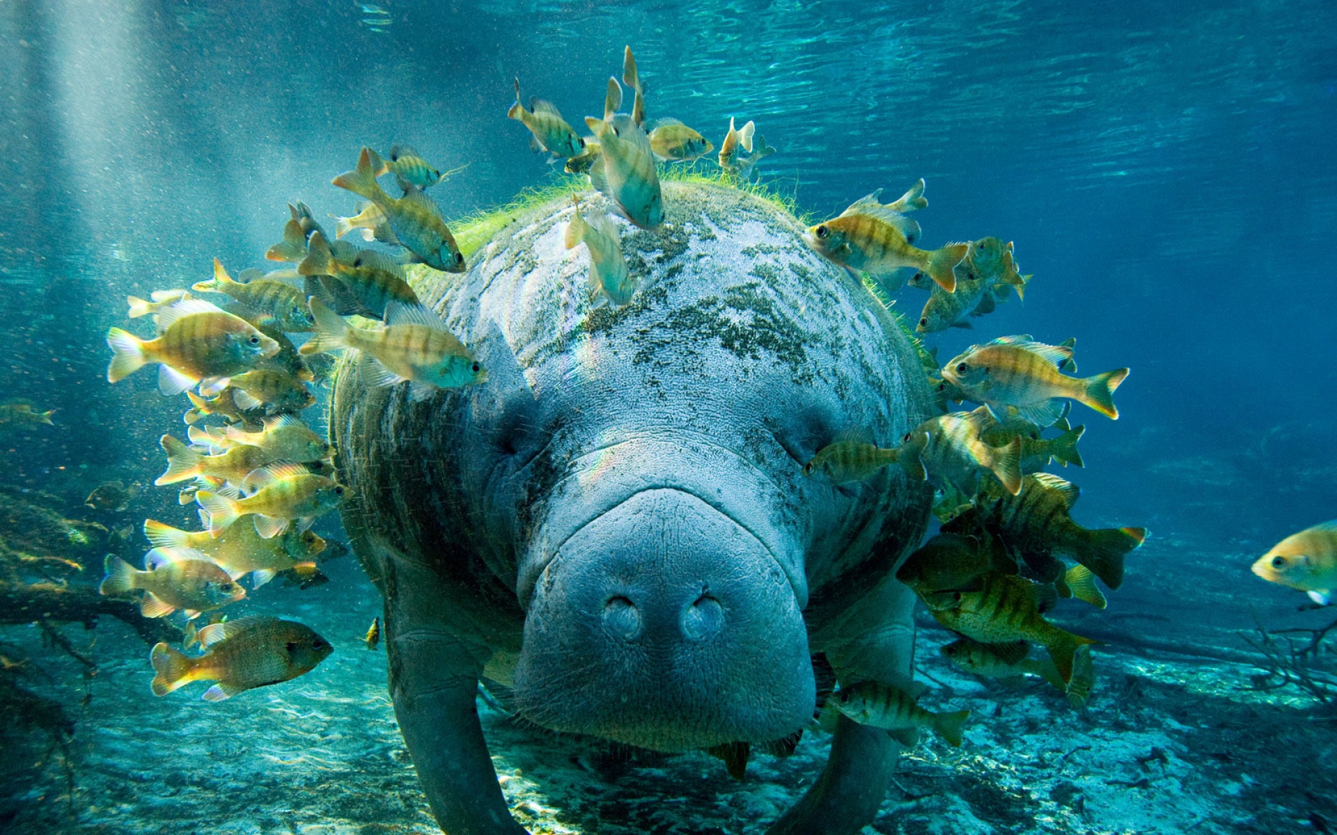 萌宠,海底世界,儿童桌面专用