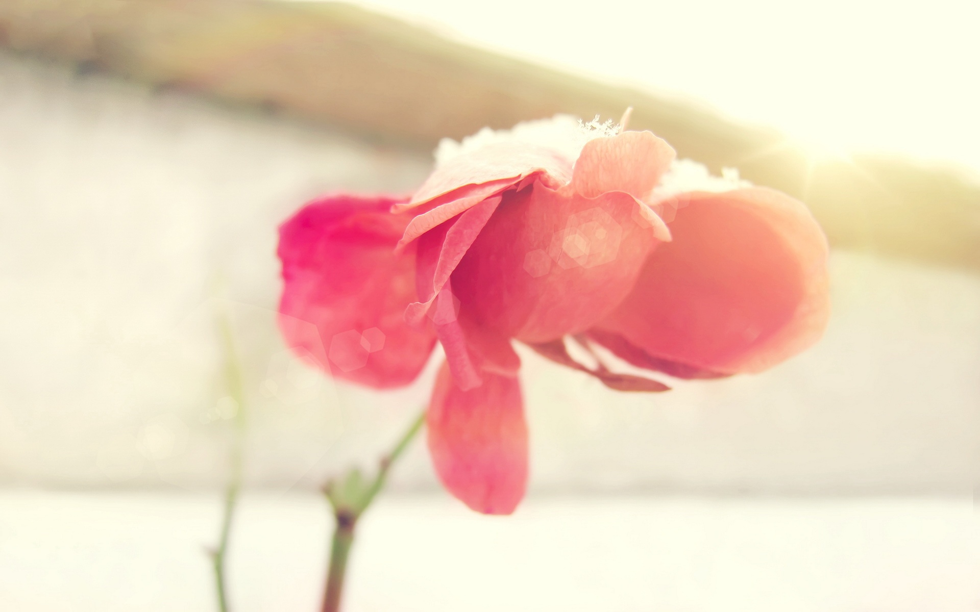 精美,2012年,宽屏,普屏,2012Y十月28D,儿童桌面专用