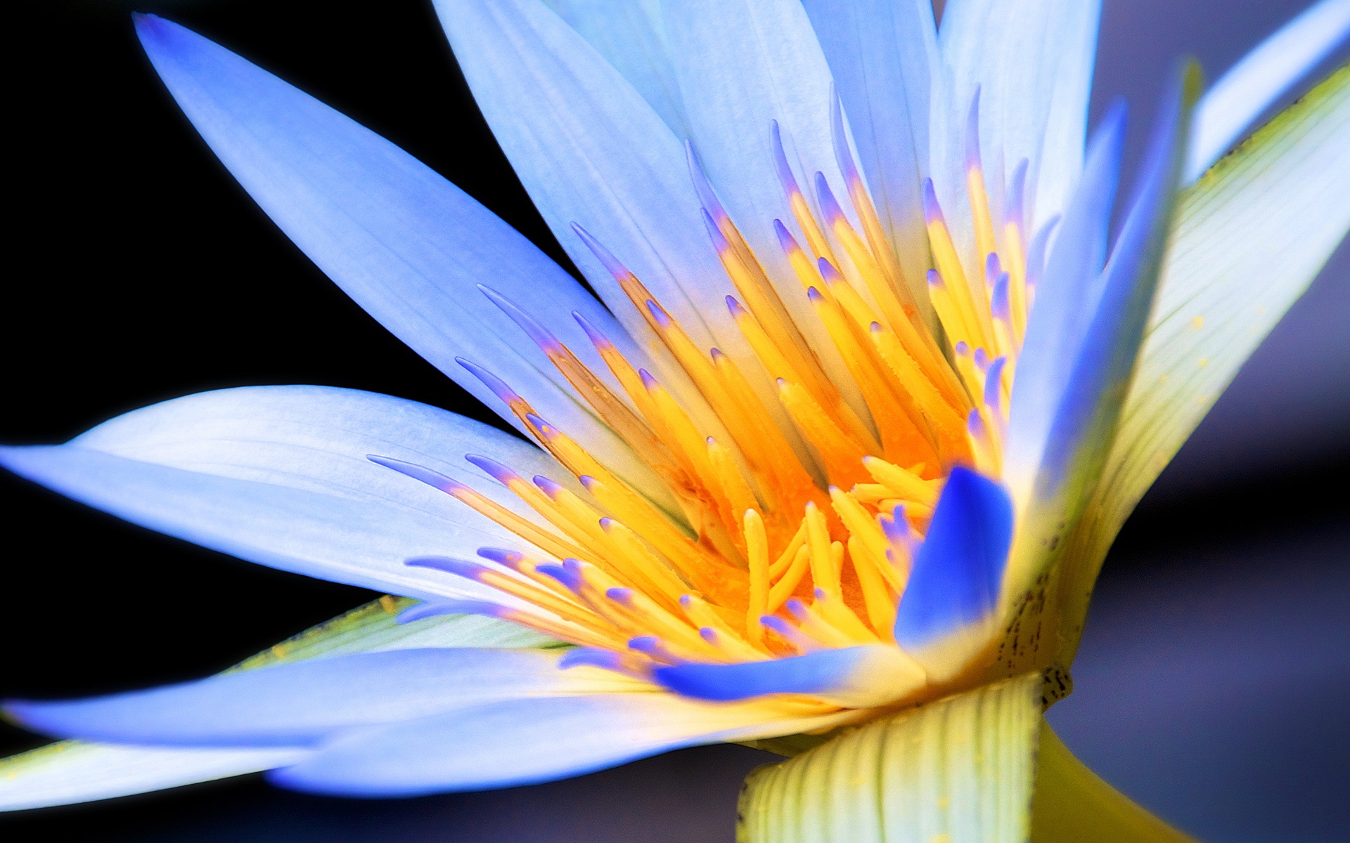 高清,植物,摄影,宽屏,微距,风光,风景,2012Y十月28D,儿童桌面专用