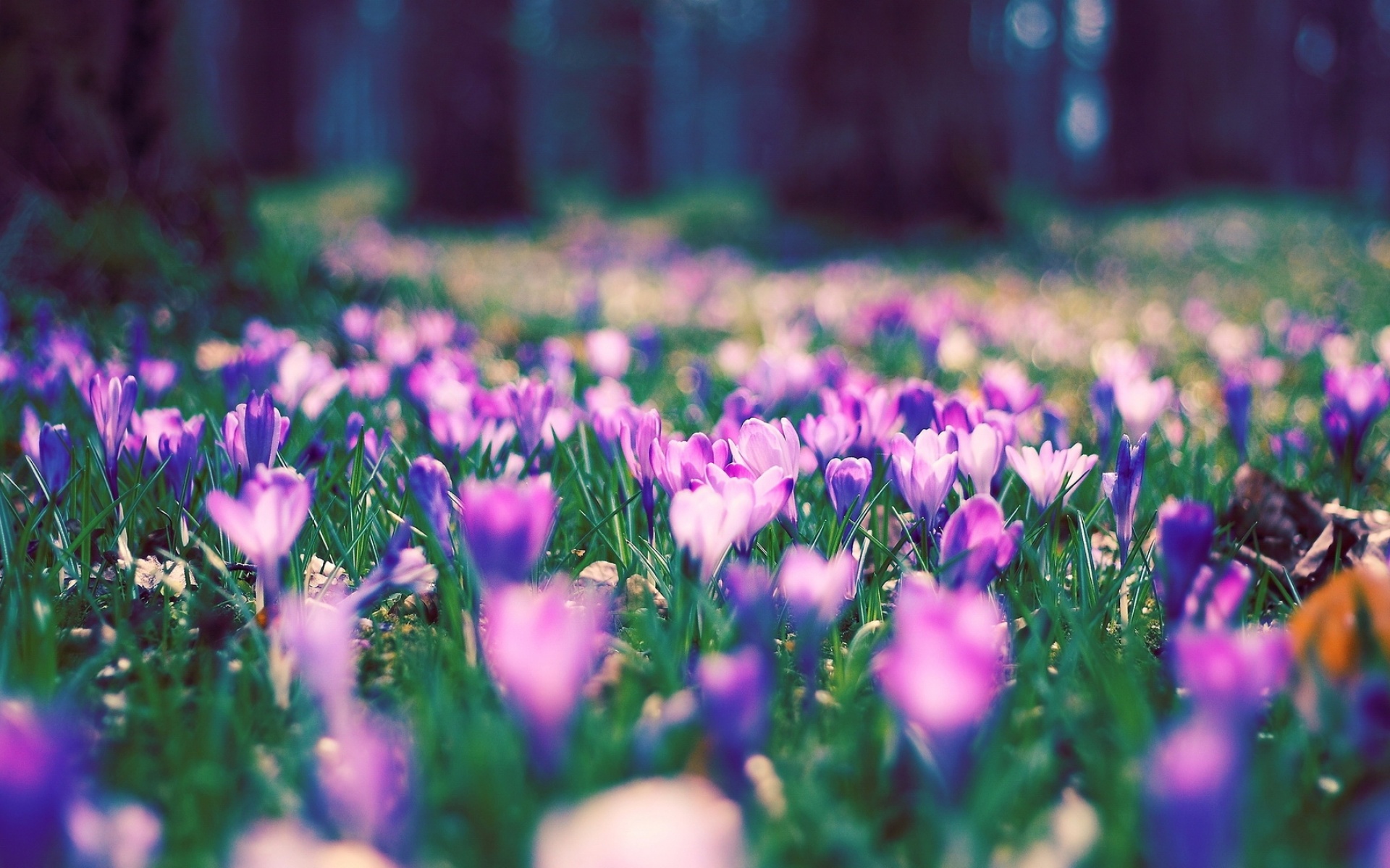 清新,花卉,浪漫,美丽2012Y十月28D,儿童桌面专用