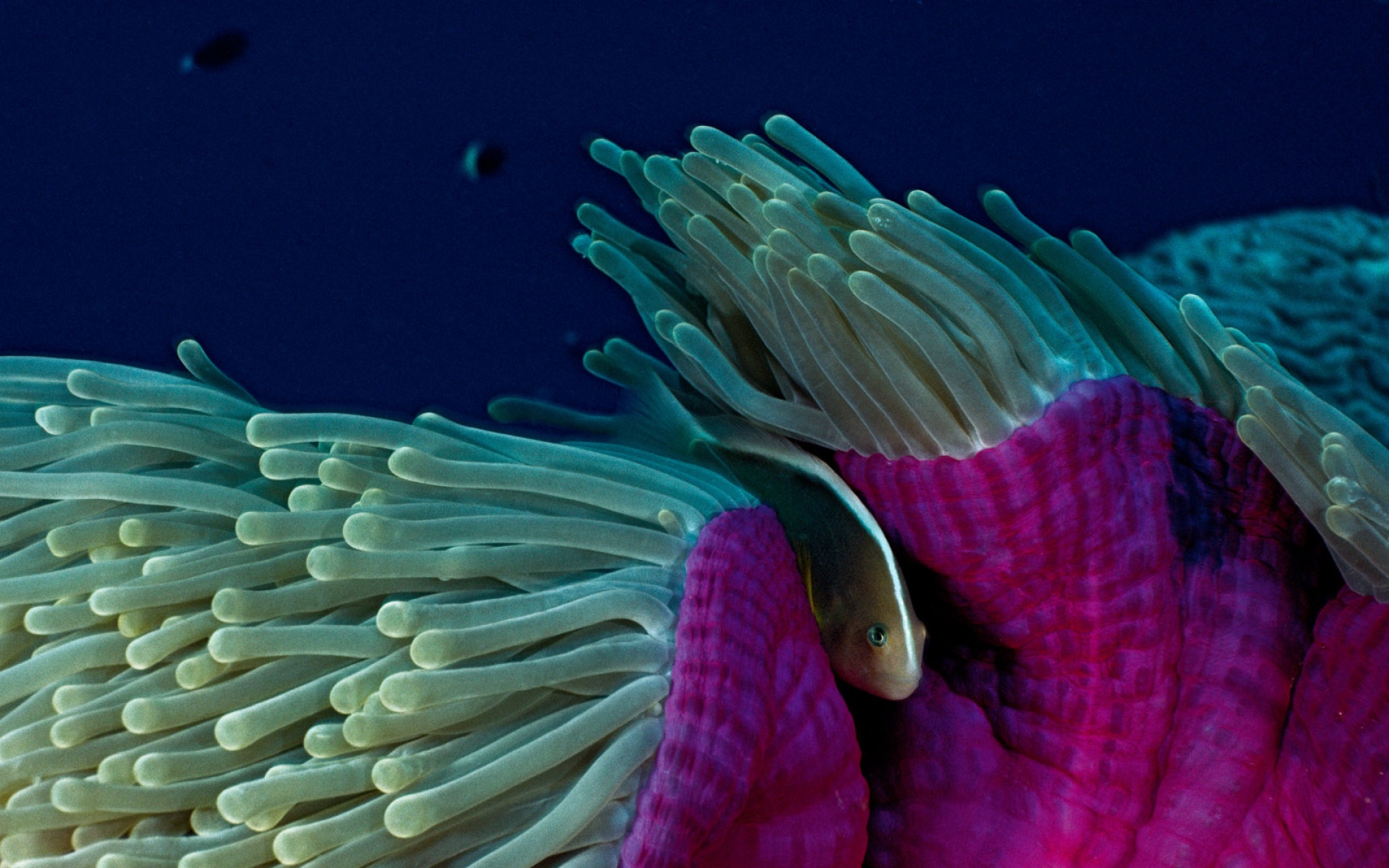 萌宠,鱼,海底世界,儿童桌面专用