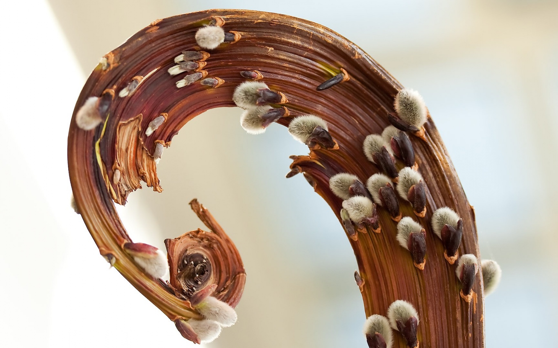 创意,季节,秋天,摄影,主题,宽屏,1080p