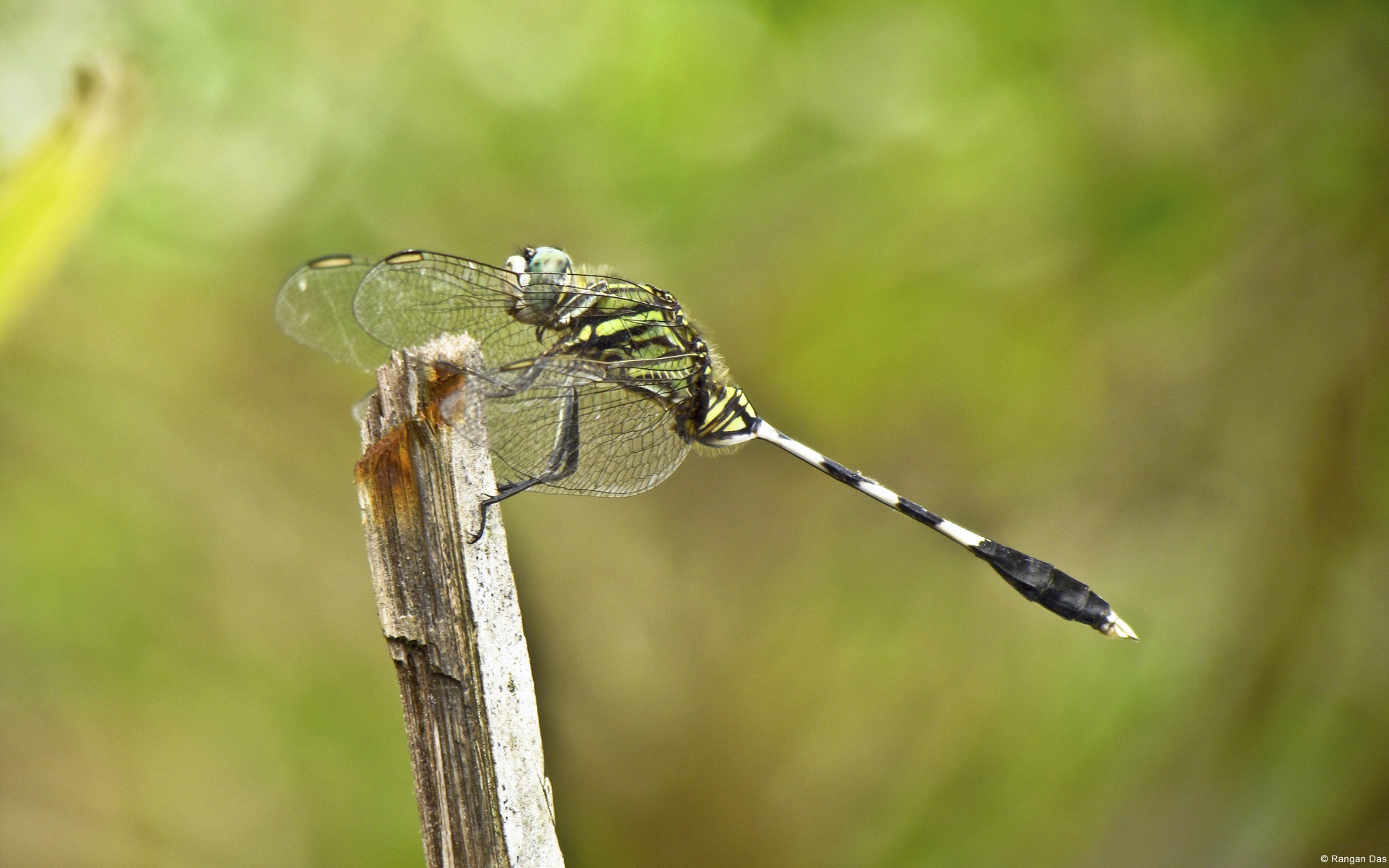 昆虫,Win7,宽屏,windows,7,动物,2012Y十月26D,儿童桌面专用