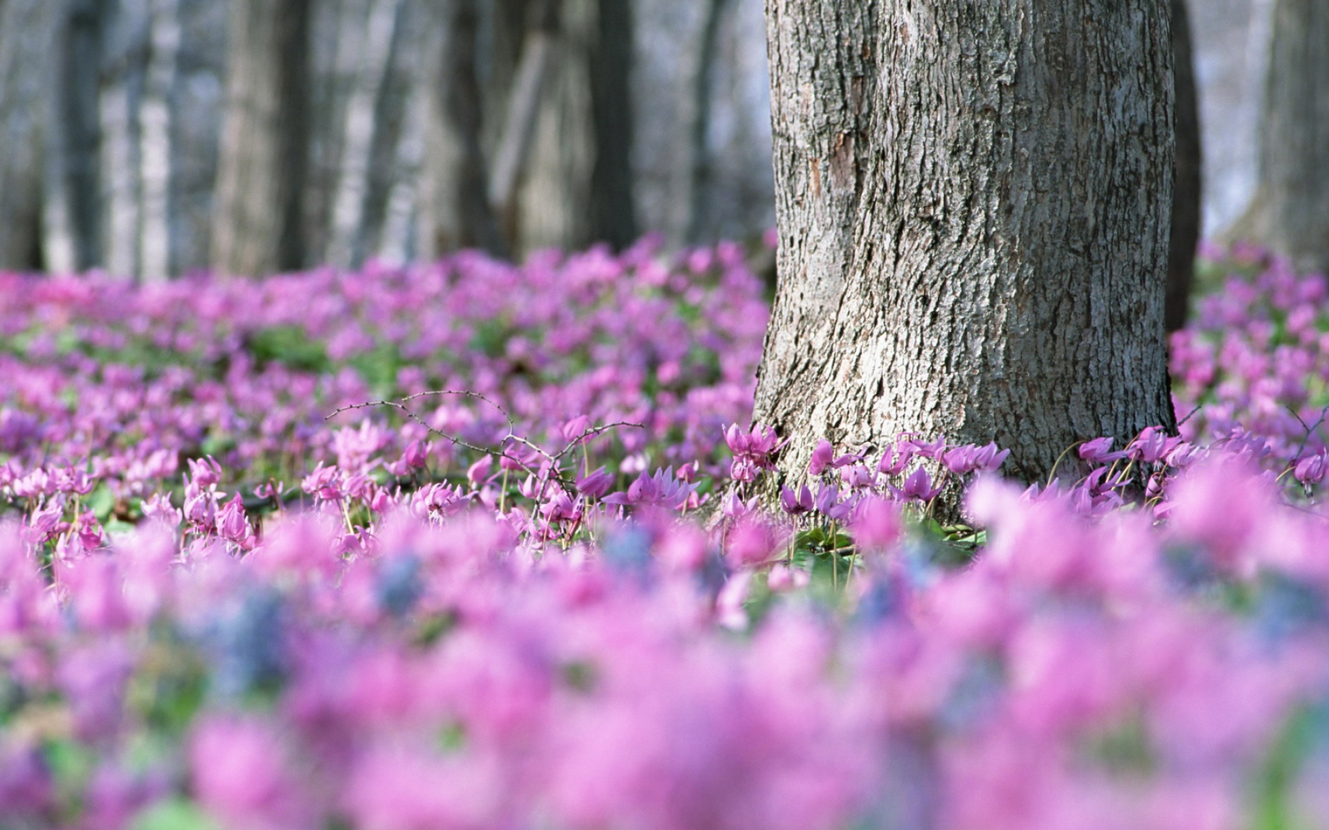 高清,植物,摄影,宽屏,微距,风光,风景,2012Y十月28D,儿童桌面专用