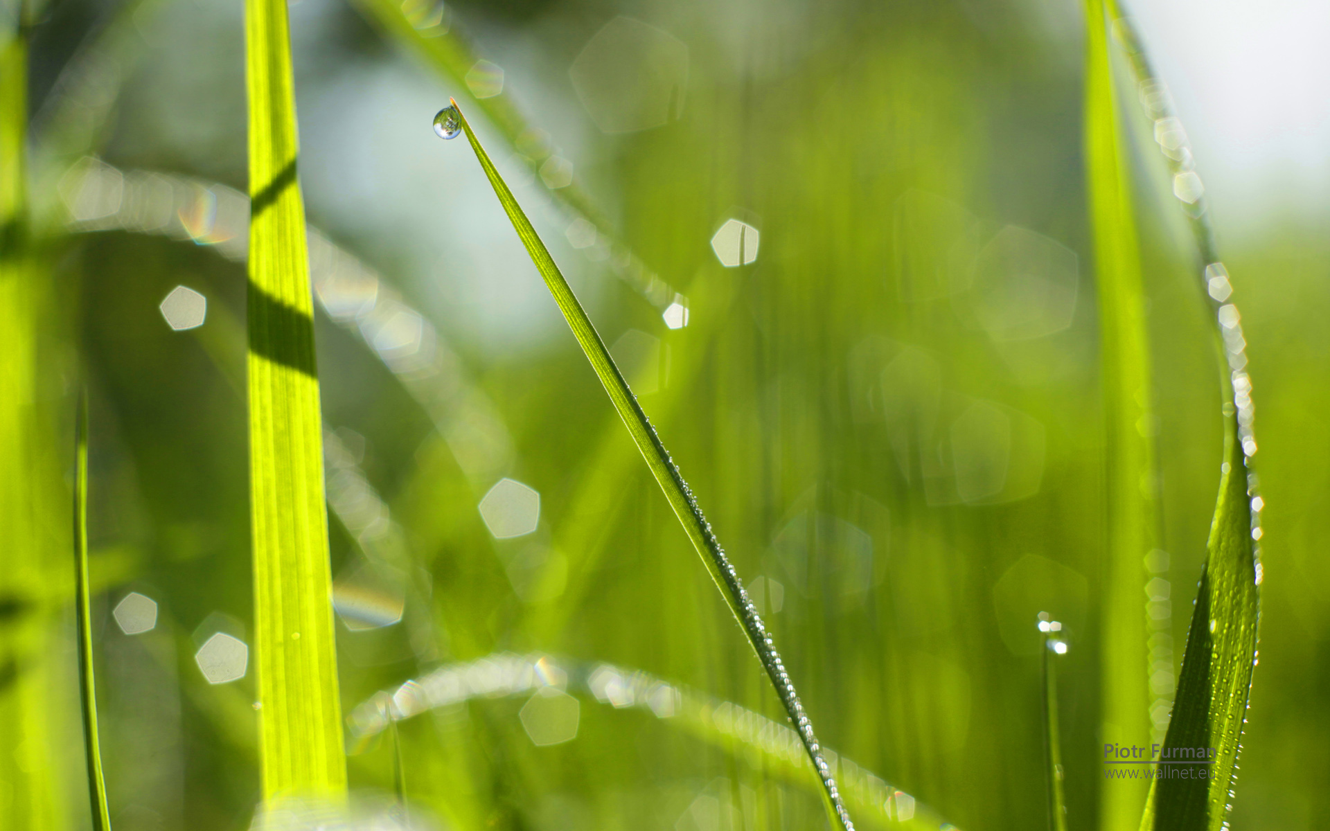 小清新,植物,清爽,儿童桌面专用,护眼壁纸
