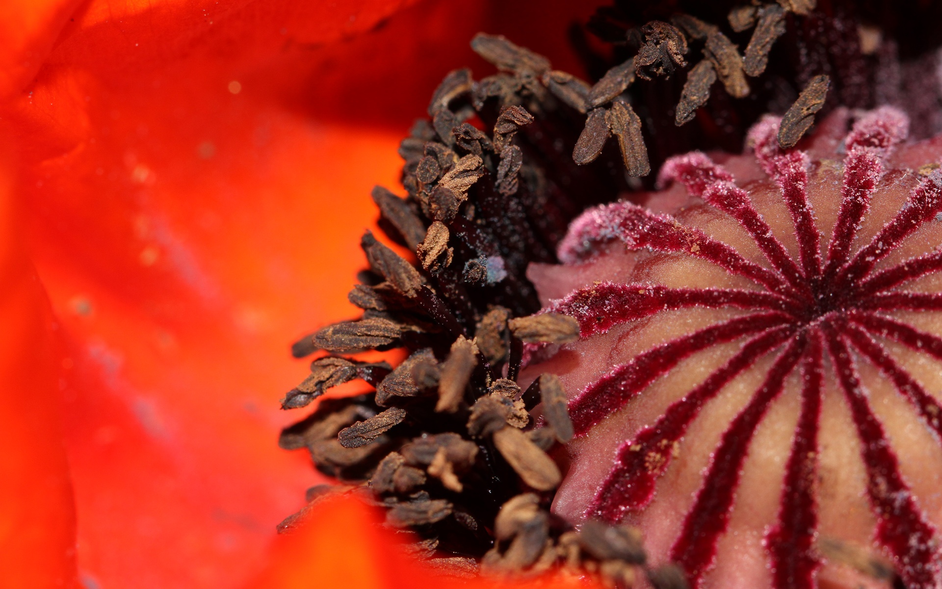 花园探密,植物,摄影,宽屏,2012Y十月24D,儿童桌面专用