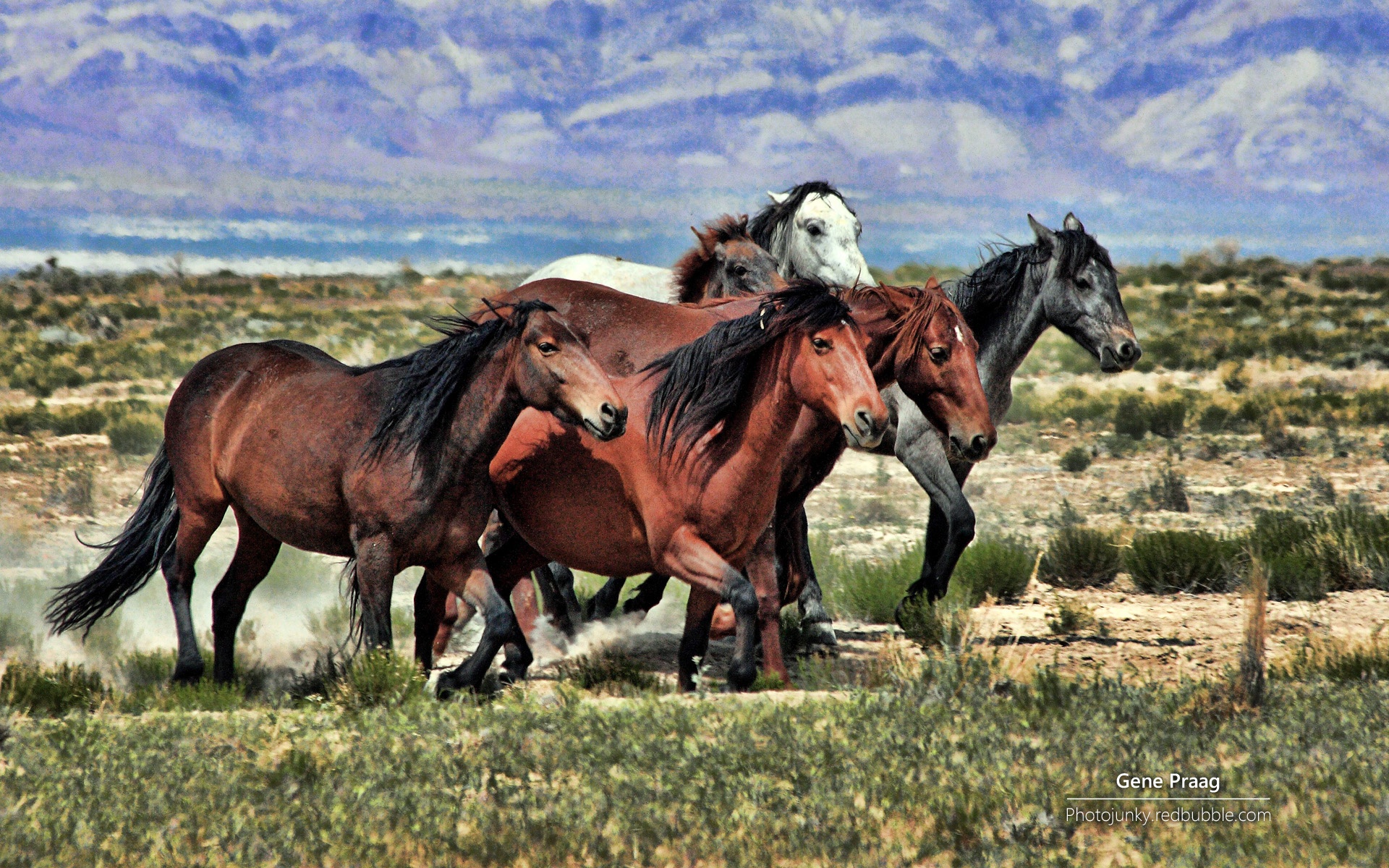 野马,大自然,野性之美,马,动物,宽屏,2012Y十月26D,儿童桌面专用