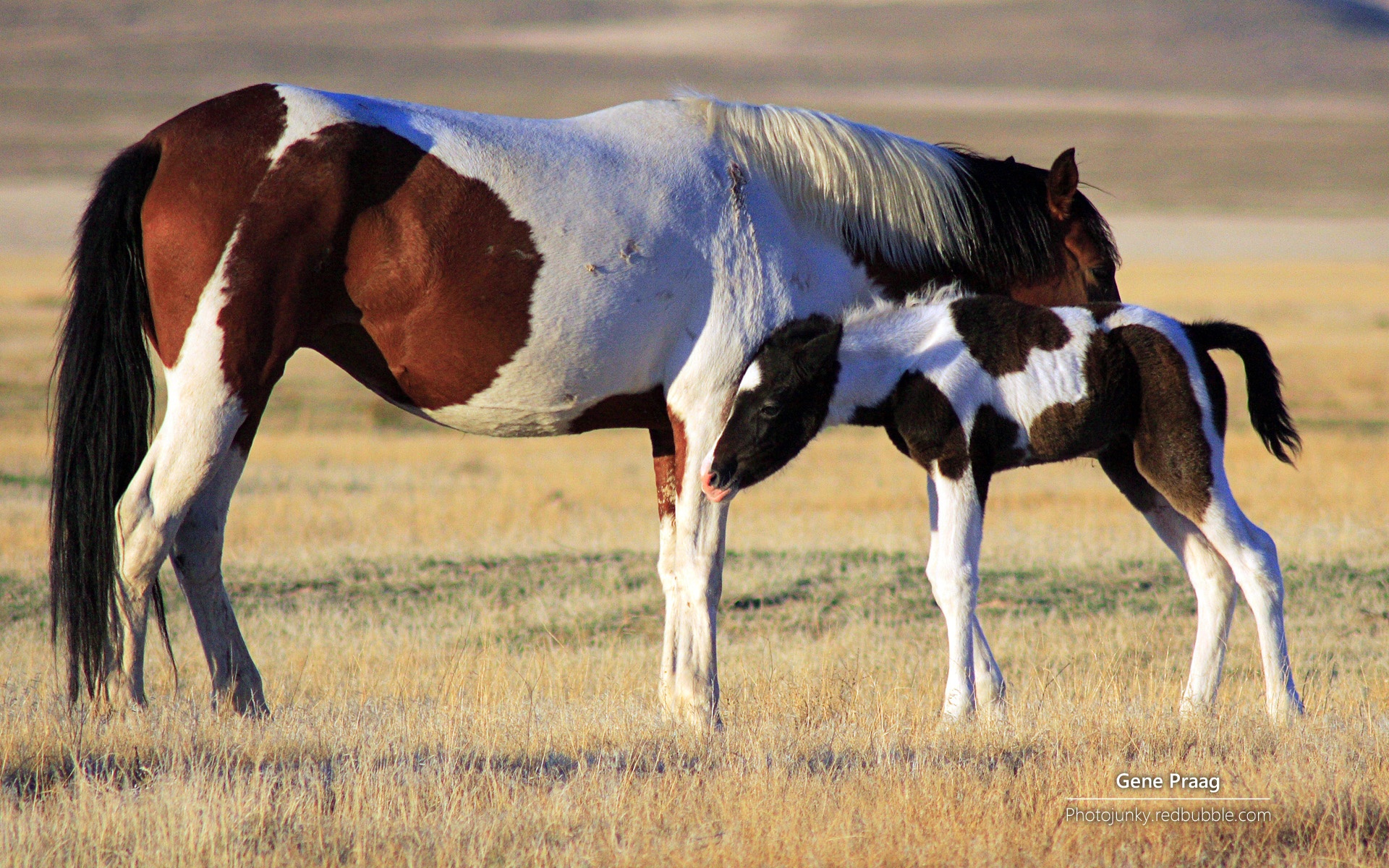 野马,大自然,野性之美,马,动物,宽屏,2012Y十月25D,儿童桌面专用