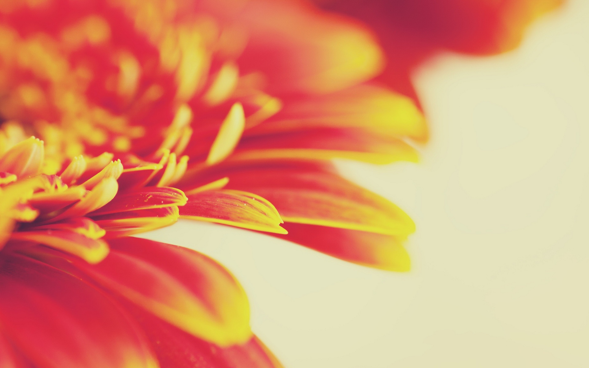 高清,植物,摄影,宽屏,微距,风光,风景,2012Y十月28D,儿童桌面专用