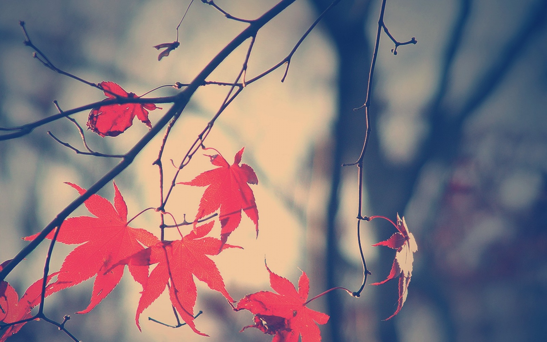 c1四零六,高清,植物,摄影,宽屏,微距,风光,风景,2012Y十月28D,儿童桌面专用