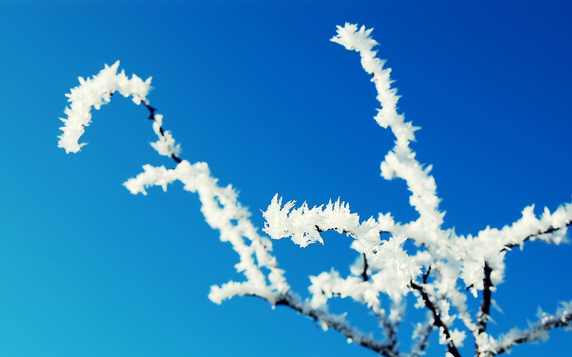 清新,植物,浪漫,美丽2012Y十月28D,儿童桌面专用