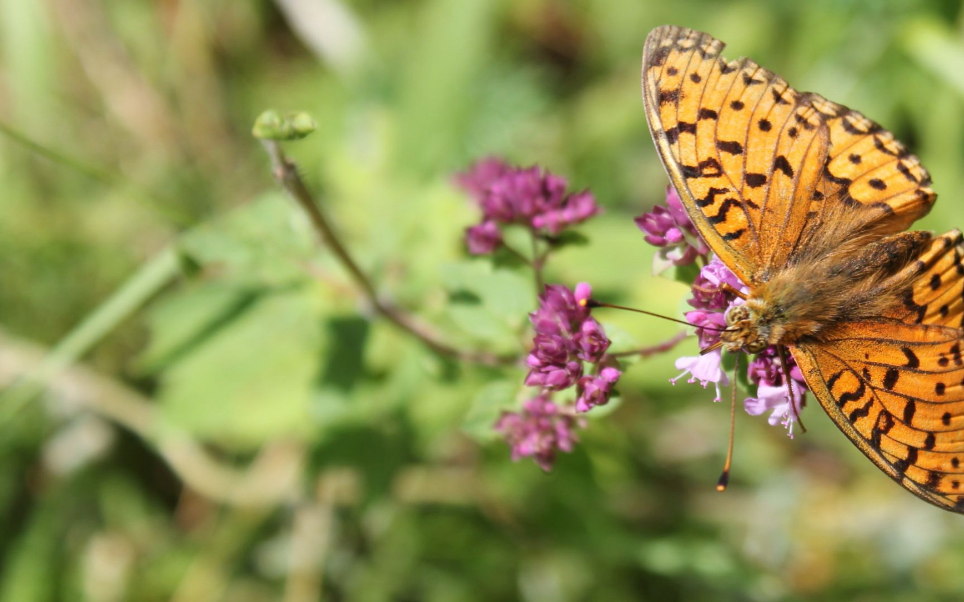 萌宠,昆虫图,儿童桌面专用