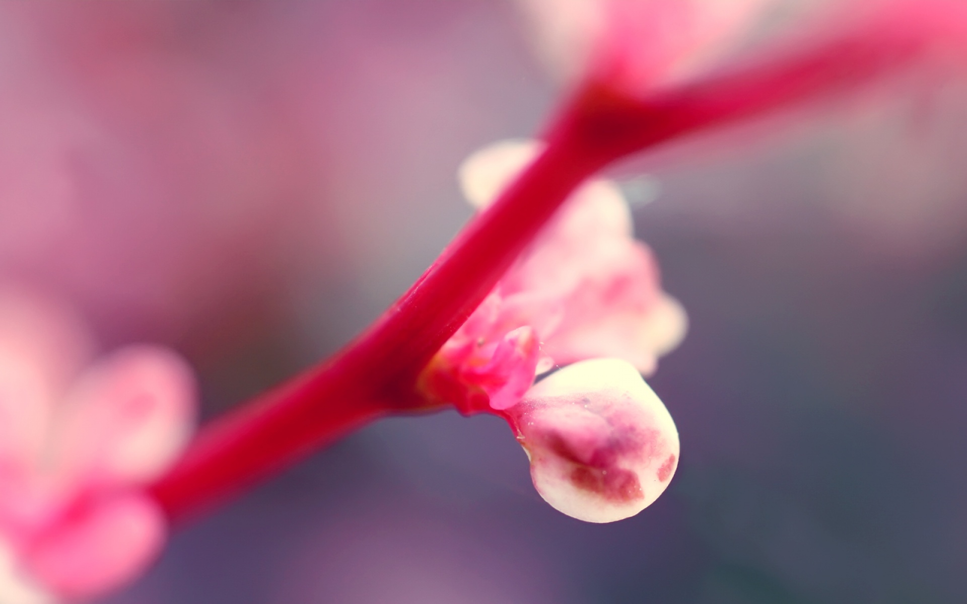 高清,植物,摄影,宽屏,微距,风光,风景,2012Y十月28D,儿童桌面专用