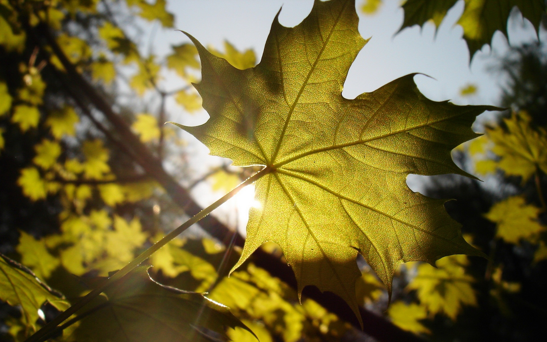 c1四零六,高清,植物,摄影,宽屏,微距,风光,风景,2012Y十月28D,儿童桌面专用