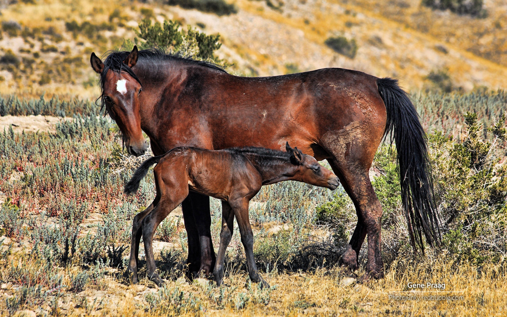 野马,大自然,野性之美,马,动物,宽屏,2012Y十月25D,儿童桌面专用