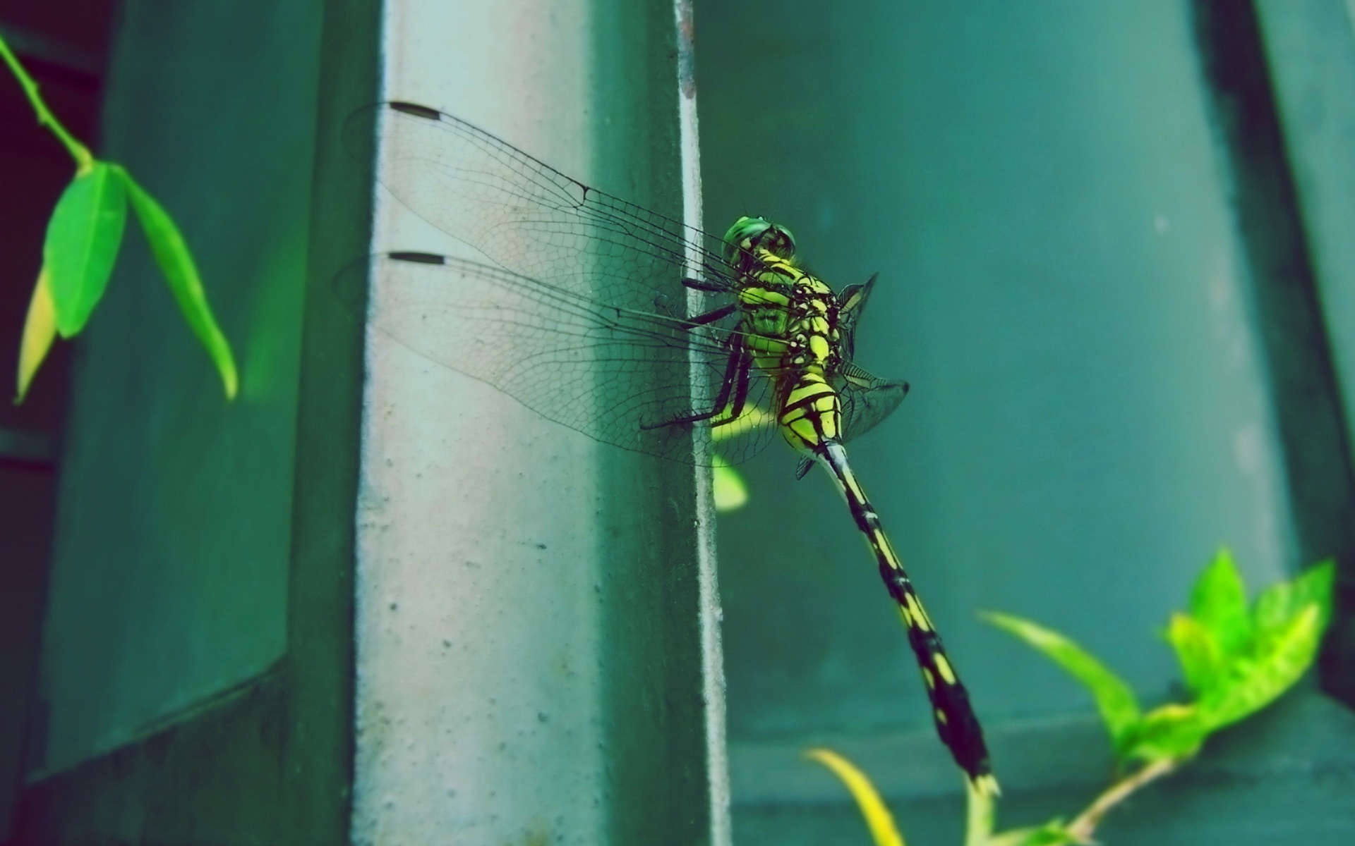 萌宠,蜻蜓,2012Y十月27D,儿童桌面专用