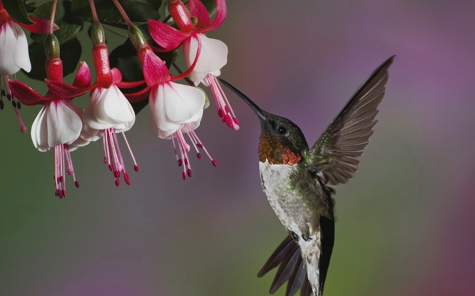 c萌宠,蜂鸟,2012Y十月27D,儿童桌面专用