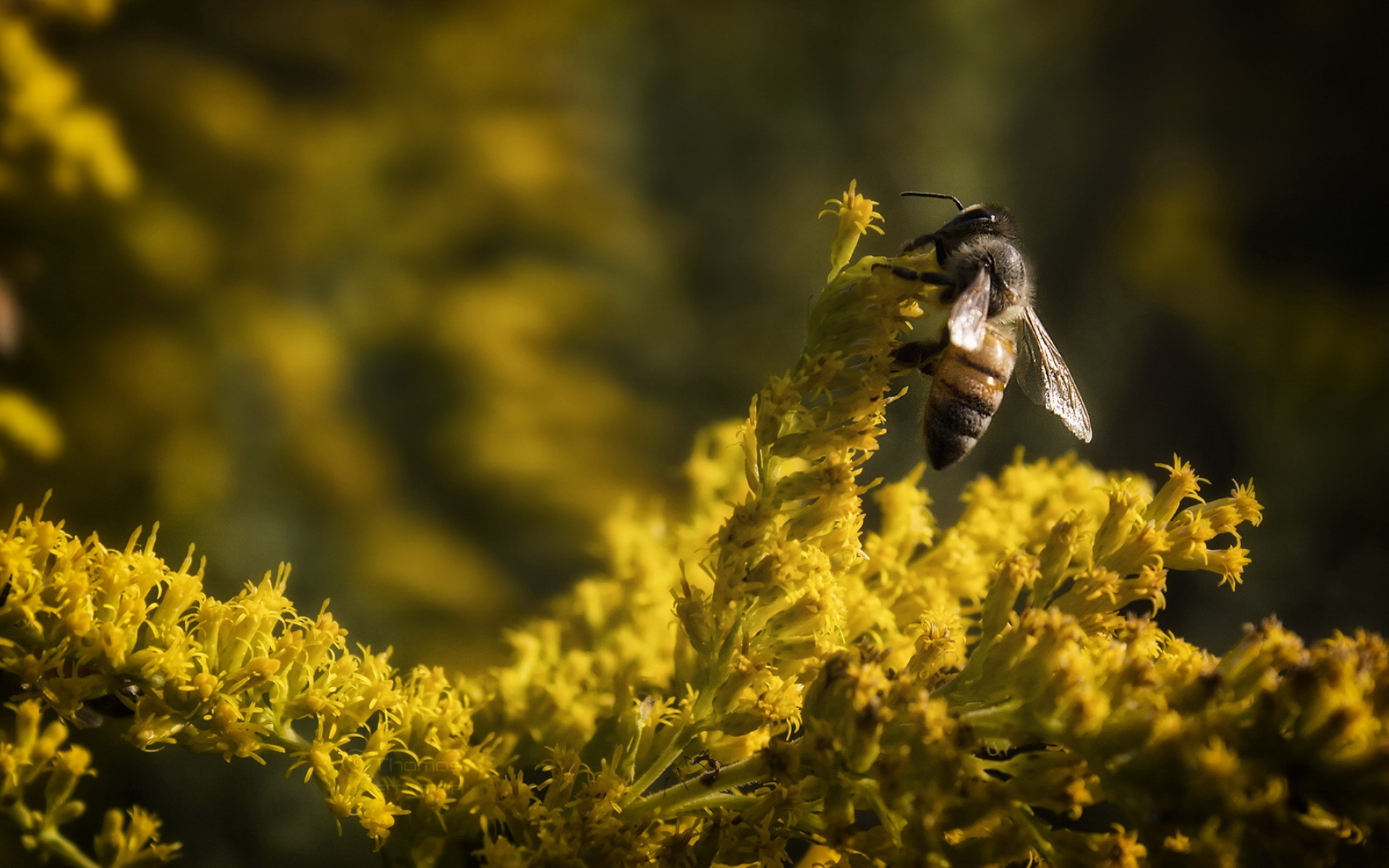 清新,植物,浪漫,美丽,昆虫图,蜜蜂,2012Y十月28D,儿童桌面专用