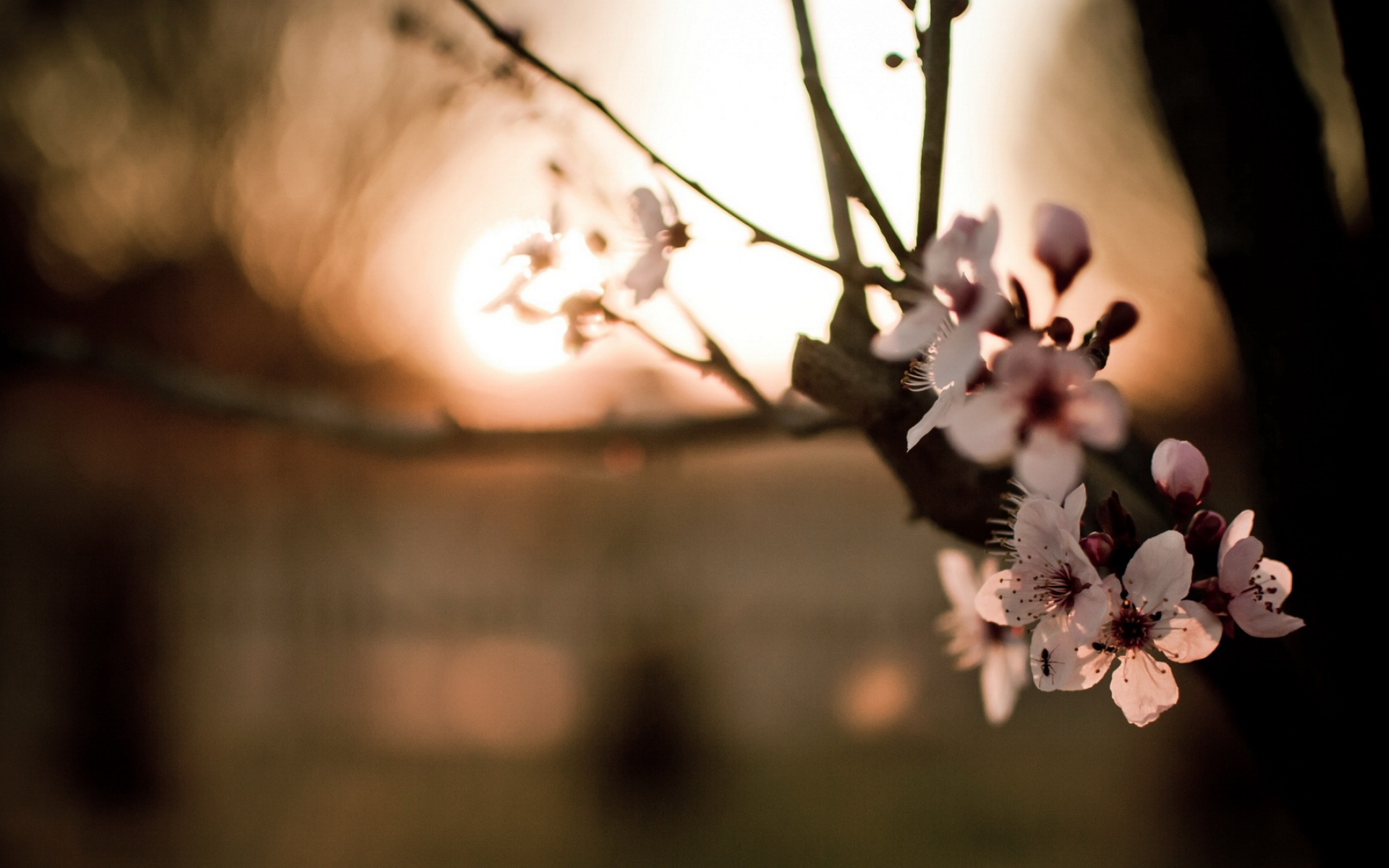 清新,植物,浪漫,美丽2012Y十月28D