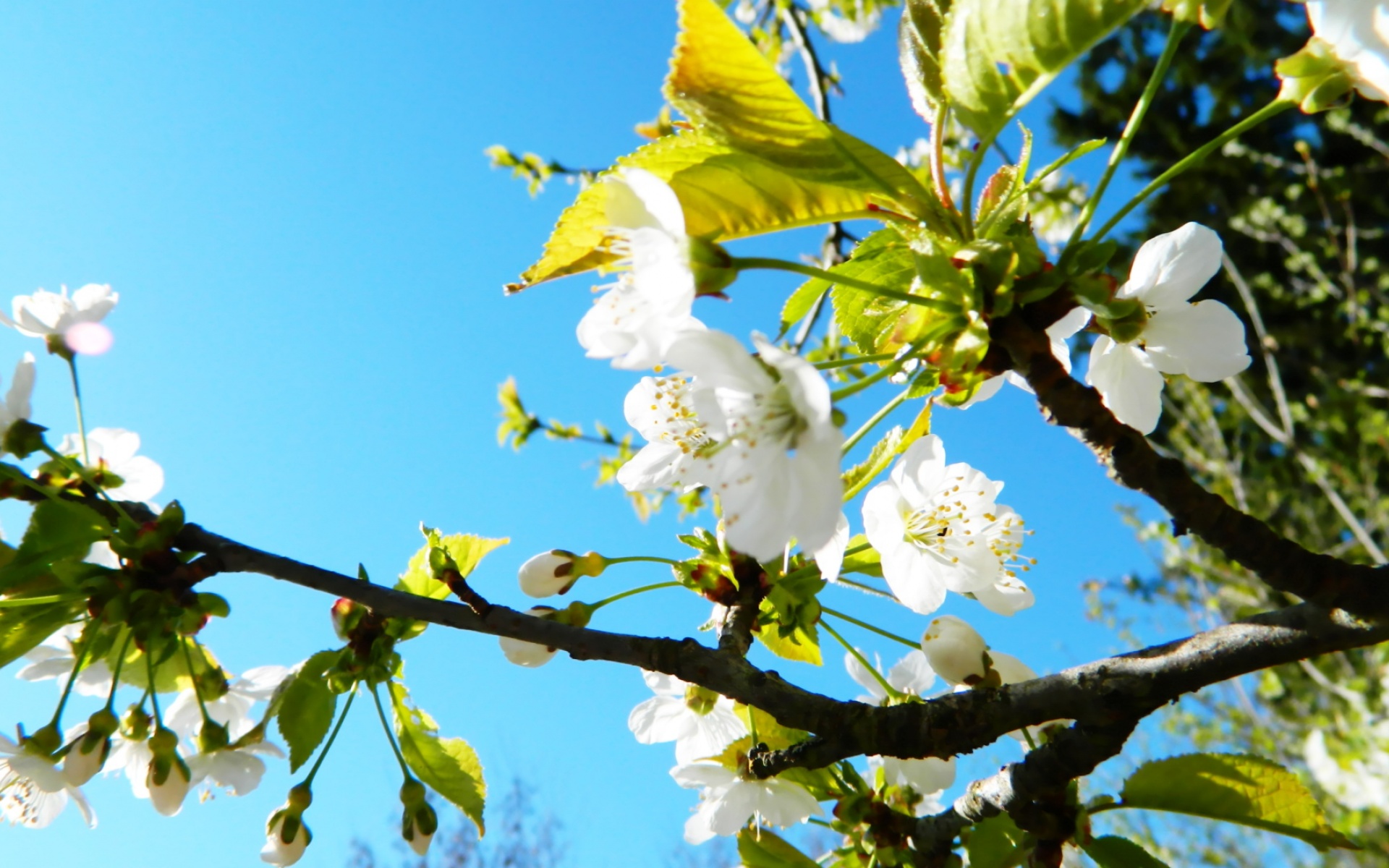 清新,植物,浪漫,美丽2012Y十月28D,儿童桌面专用