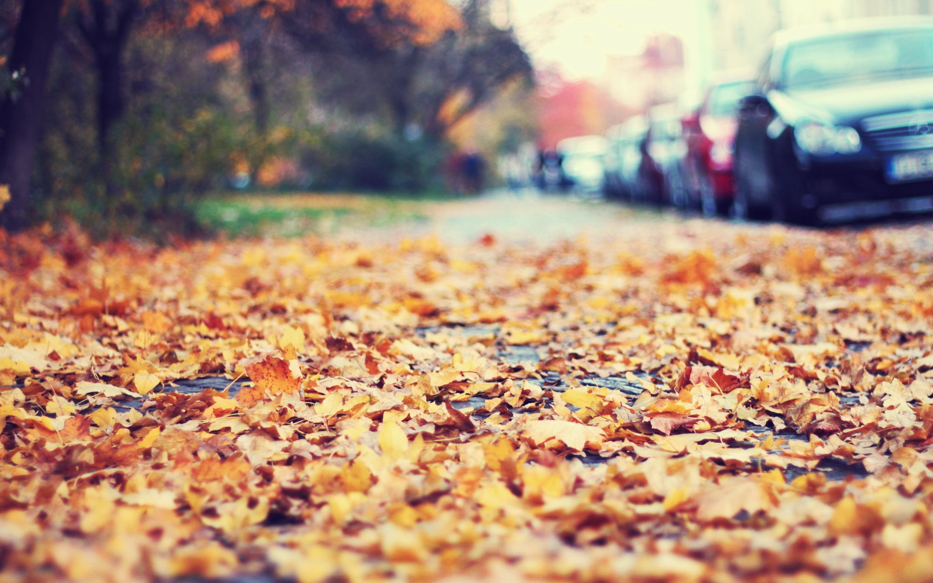 风景,秋意正浓,2012Y十月27D,儿童桌面专用