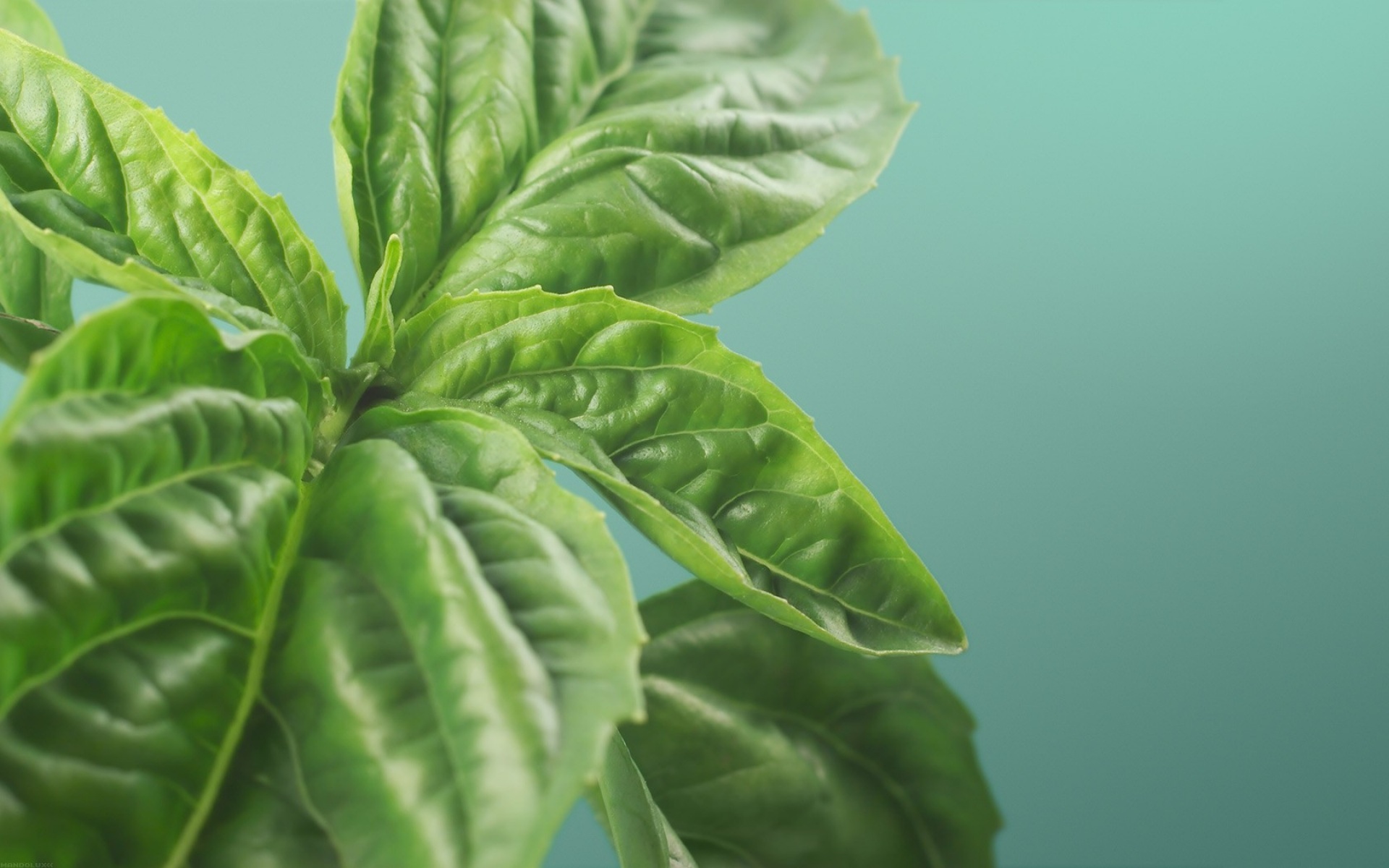 高清,植物,摄影,宽屏,微距,风光,风景,2012Y十月28D,儿童桌面专用