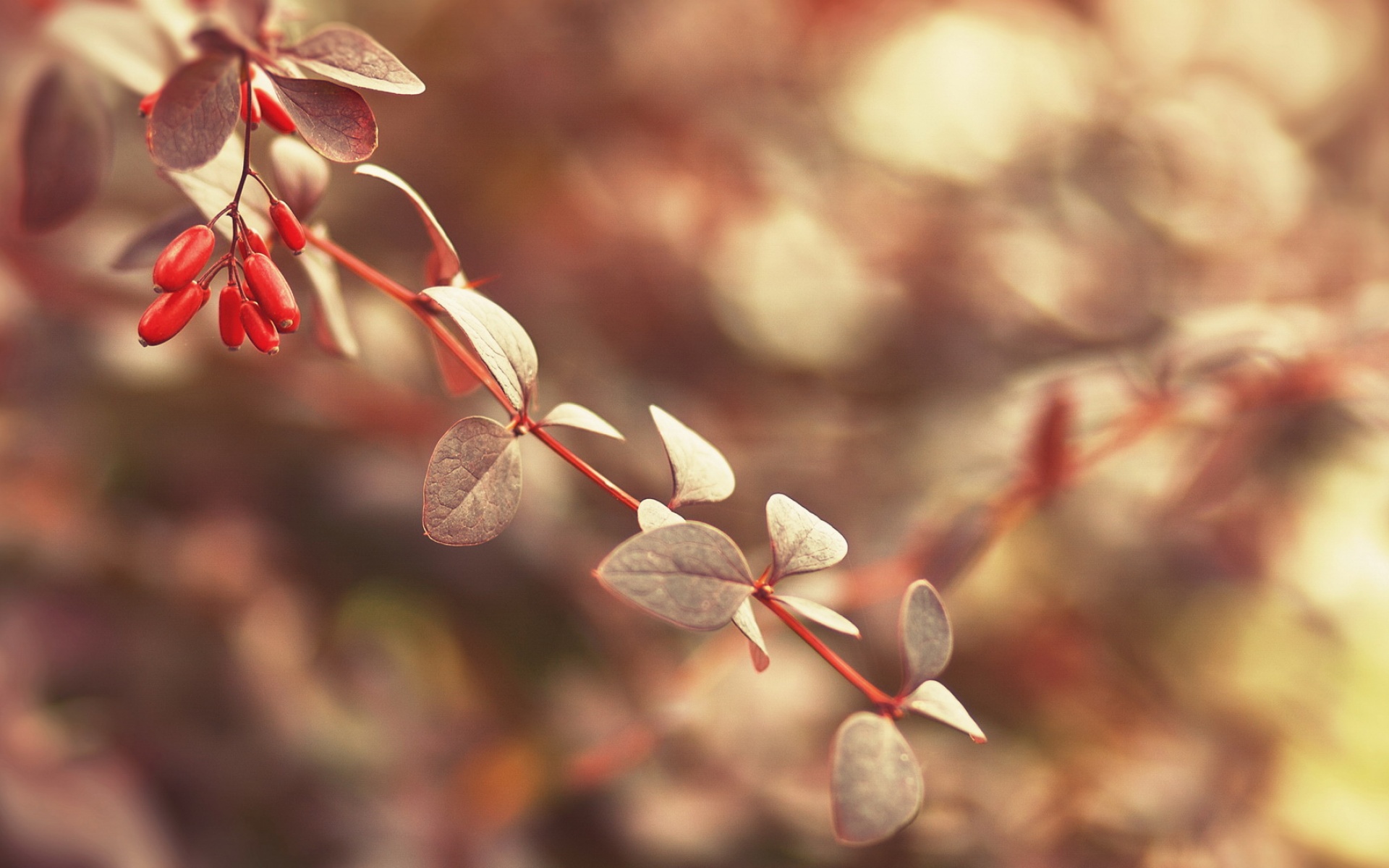 小清新,护眼壁纸