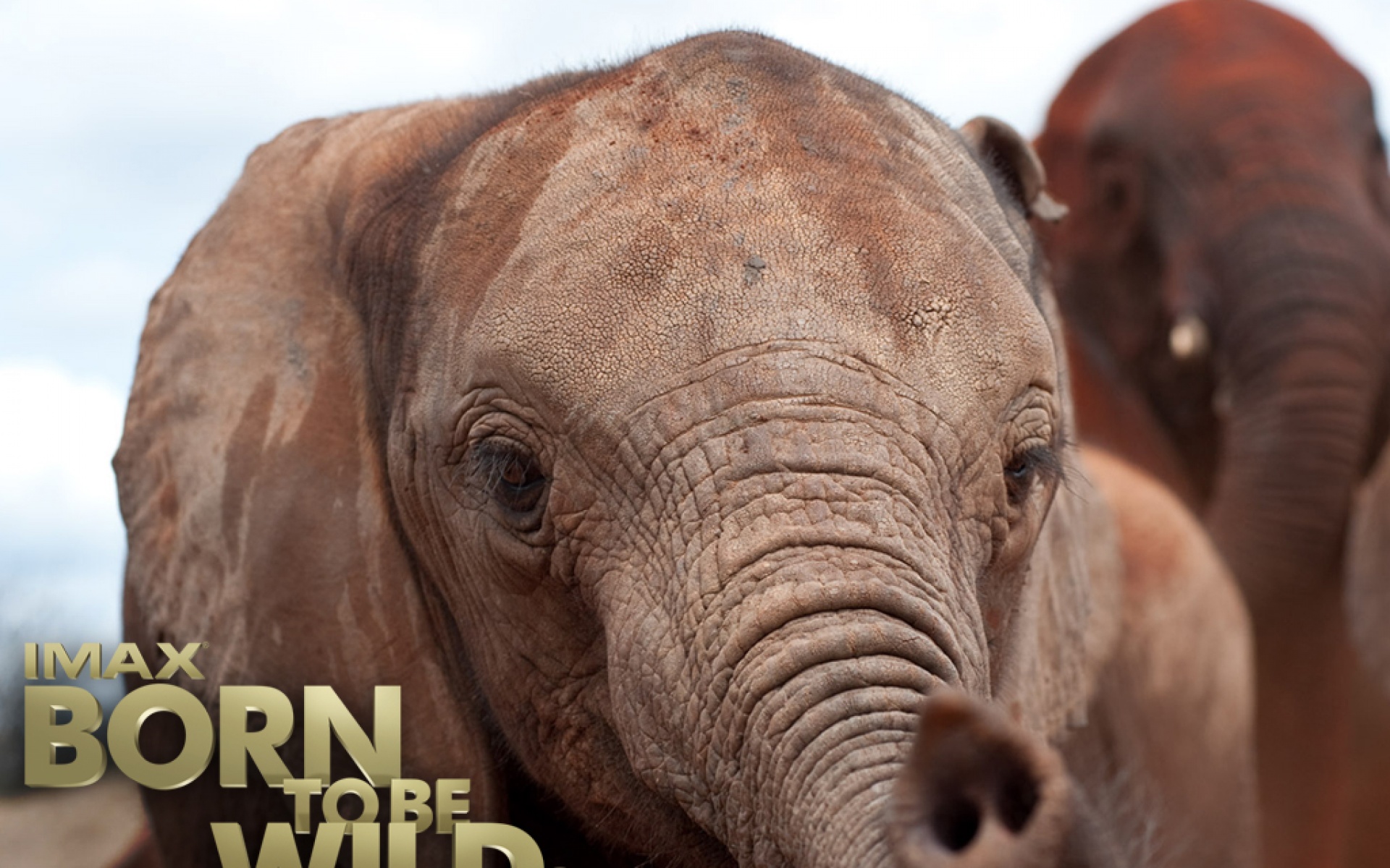 天生狂野,影视,电影,2012Y十月27D,文艺言情