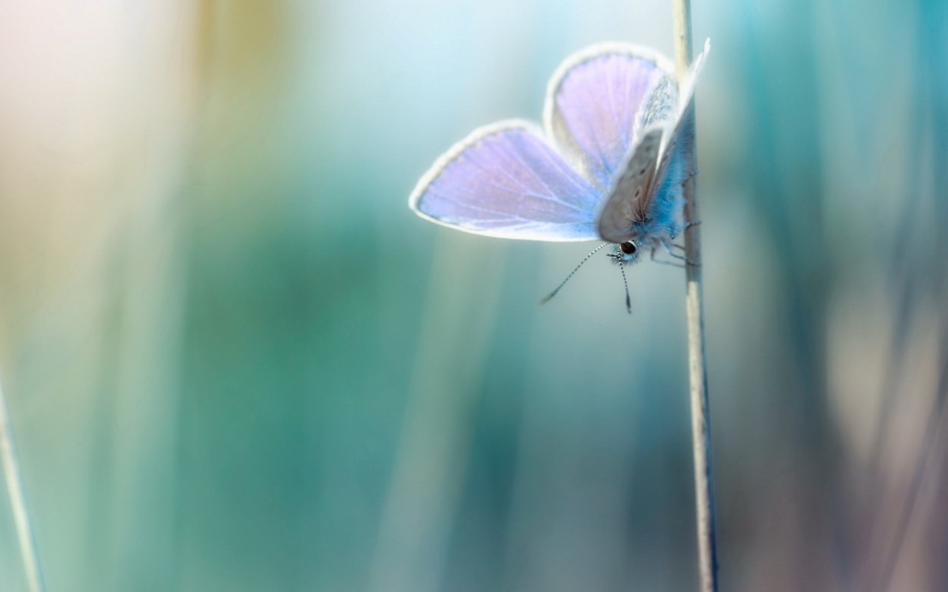 清新,植物,浪漫,美丽,昆虫图,蝴蝶,2012Y十月28D,儿童桌面专用