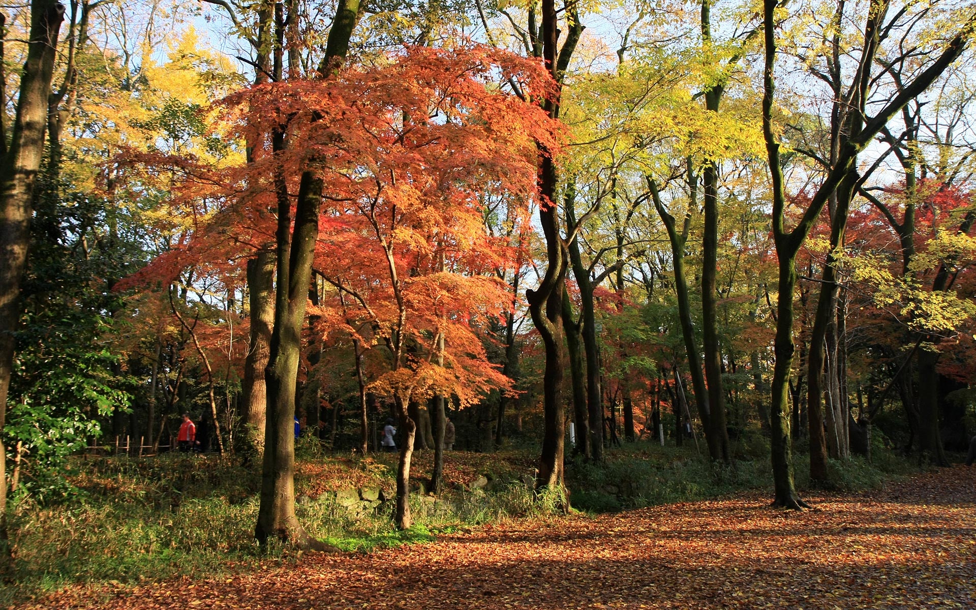 风景,秋意正浓,2012Y十一月05D,儿童桌面专用