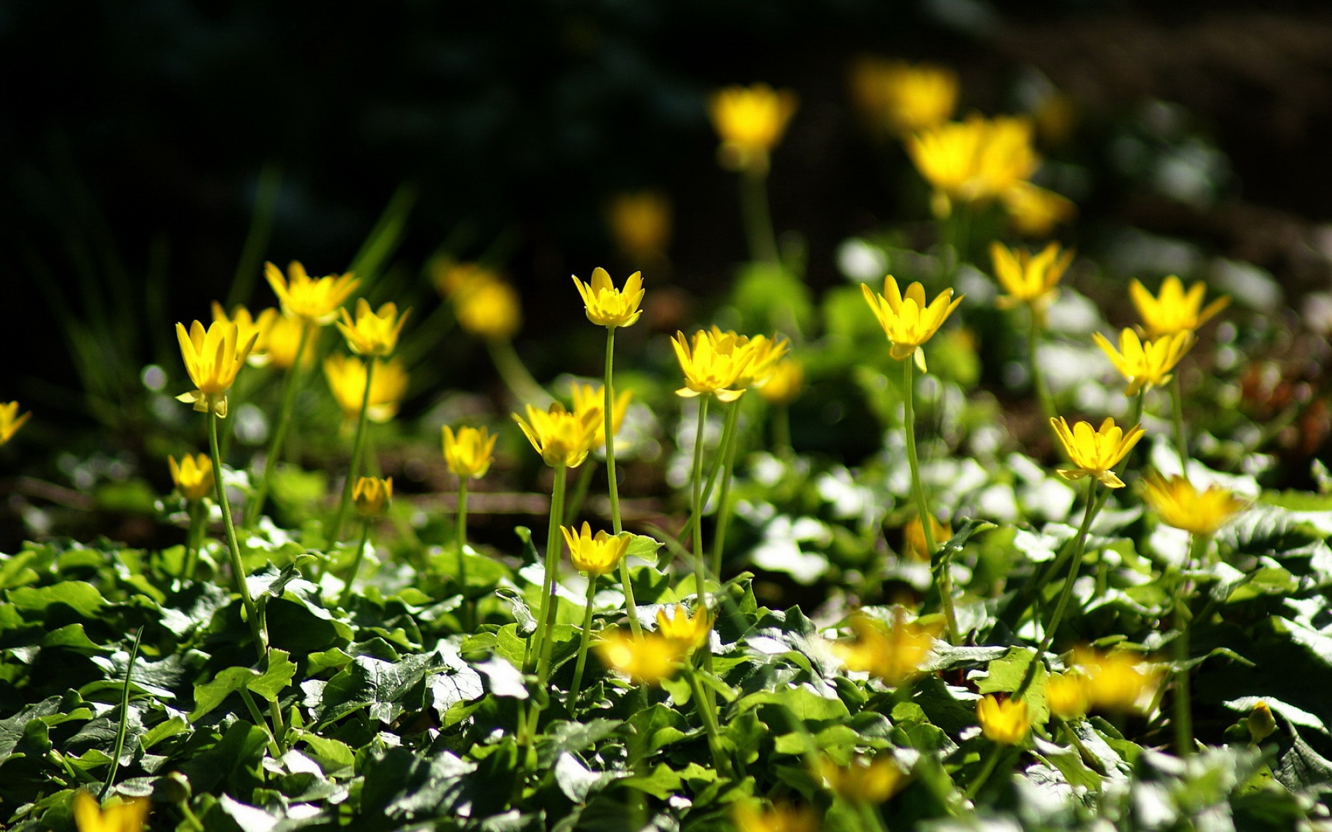 清新,植物,浪漫,美丽2012Y十月28D,儿童桌面专用