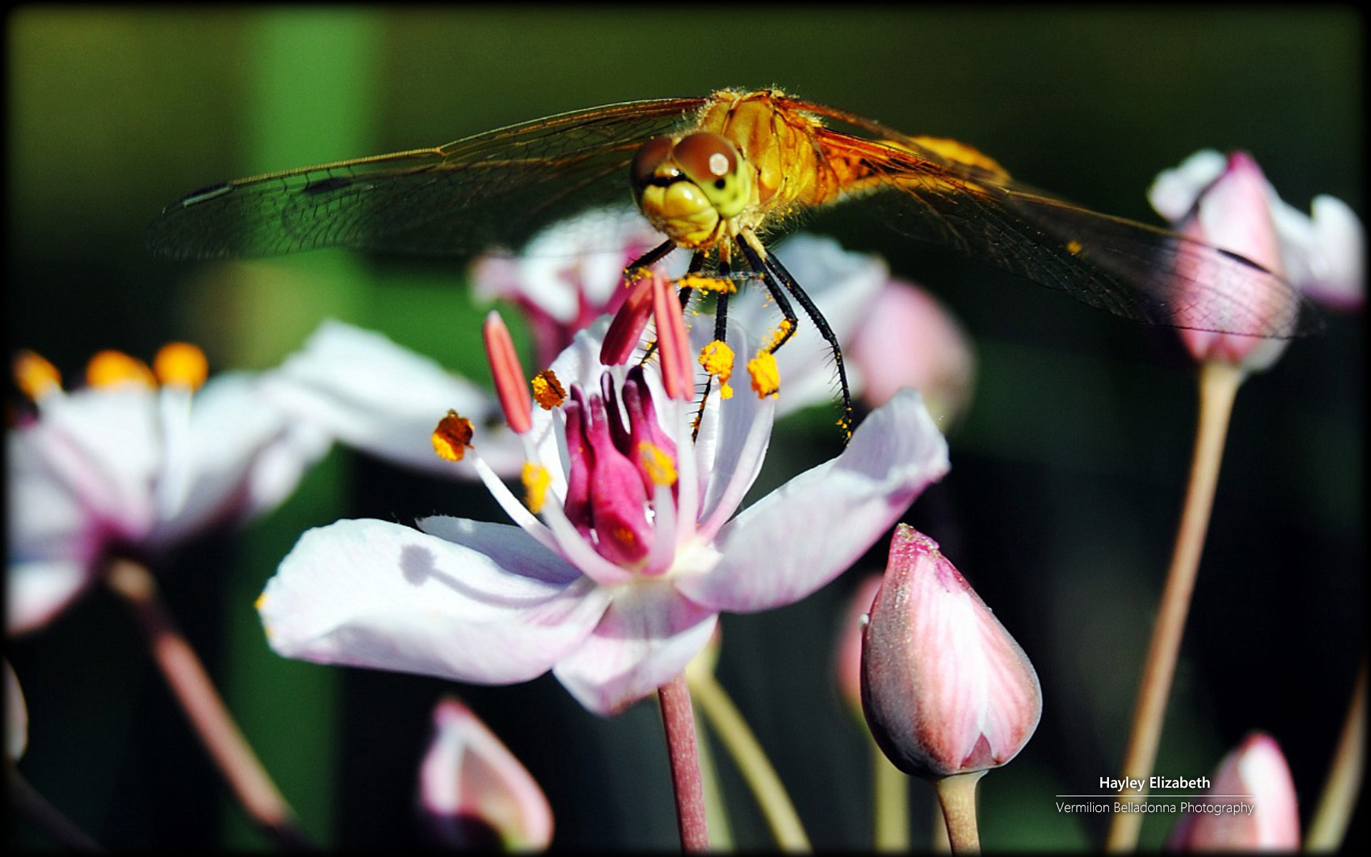 秘密花园,花,昆虫,摄影,宽屏,2012Y十月26D,儿童桌面专用